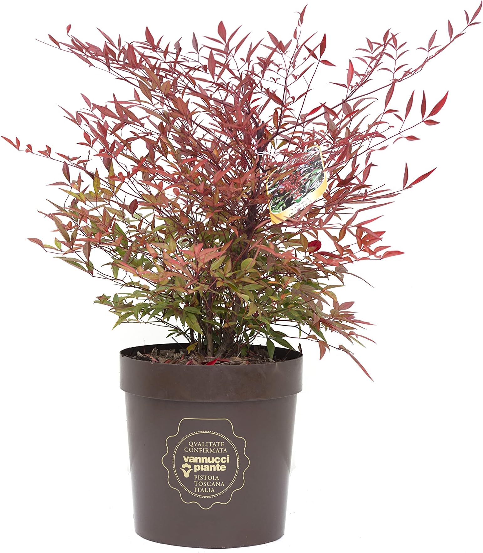 Juniperus Chinensis 'Kaizuka' (Ginepro) - Pianta Vera In Vaso 30x30 Cm - Altezza 125/150 Cm - Vannucci Piante - 3