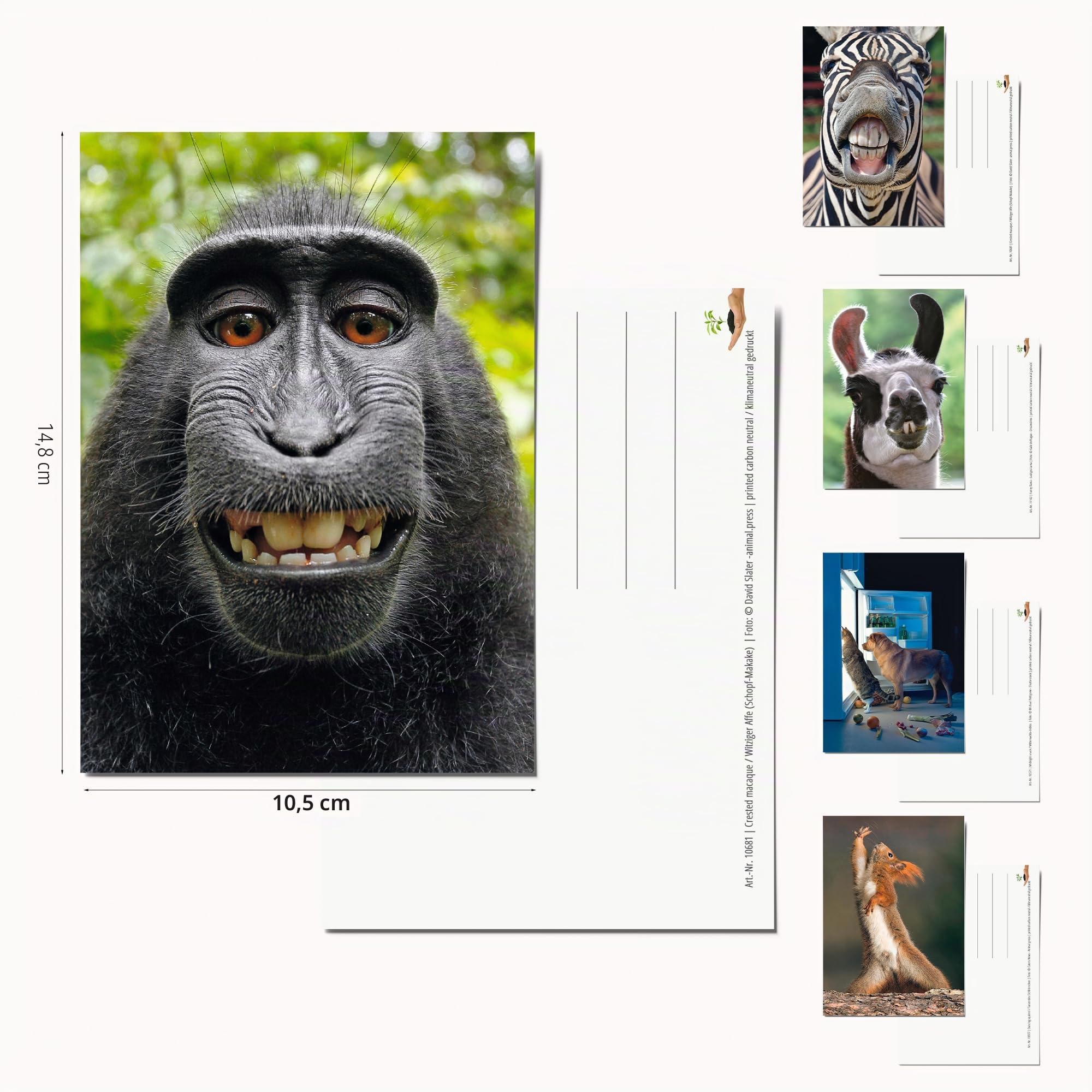 Edition Colibri 100 ANIMAUX: Lot de 100 cartes postales d'animaux avec 100 motifs différents - idéal pour les collectionneurs, les écoles ou pour le postcrossing de