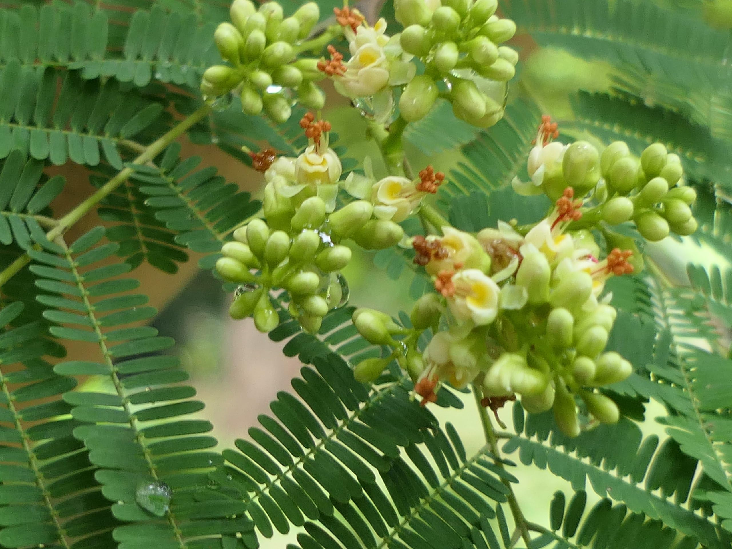See full amazon price history chart for Aiden Gardens Rare Shade Tree Libidibia coriaria Divi -Divi plant Cascalote, Guaracabuya, Guatapana, Nacascol, and Watapana 1 healthy live plant Aiden Gardens Rare Shade Tree Libidibia coriaria Divi -Divi plant Cascalote, Guaracabuya, Guatapana, Nacascol, and Watapana 1 healthy live plant (B084YTNQVR) Amazon Price History, Amazon Price Tracker
