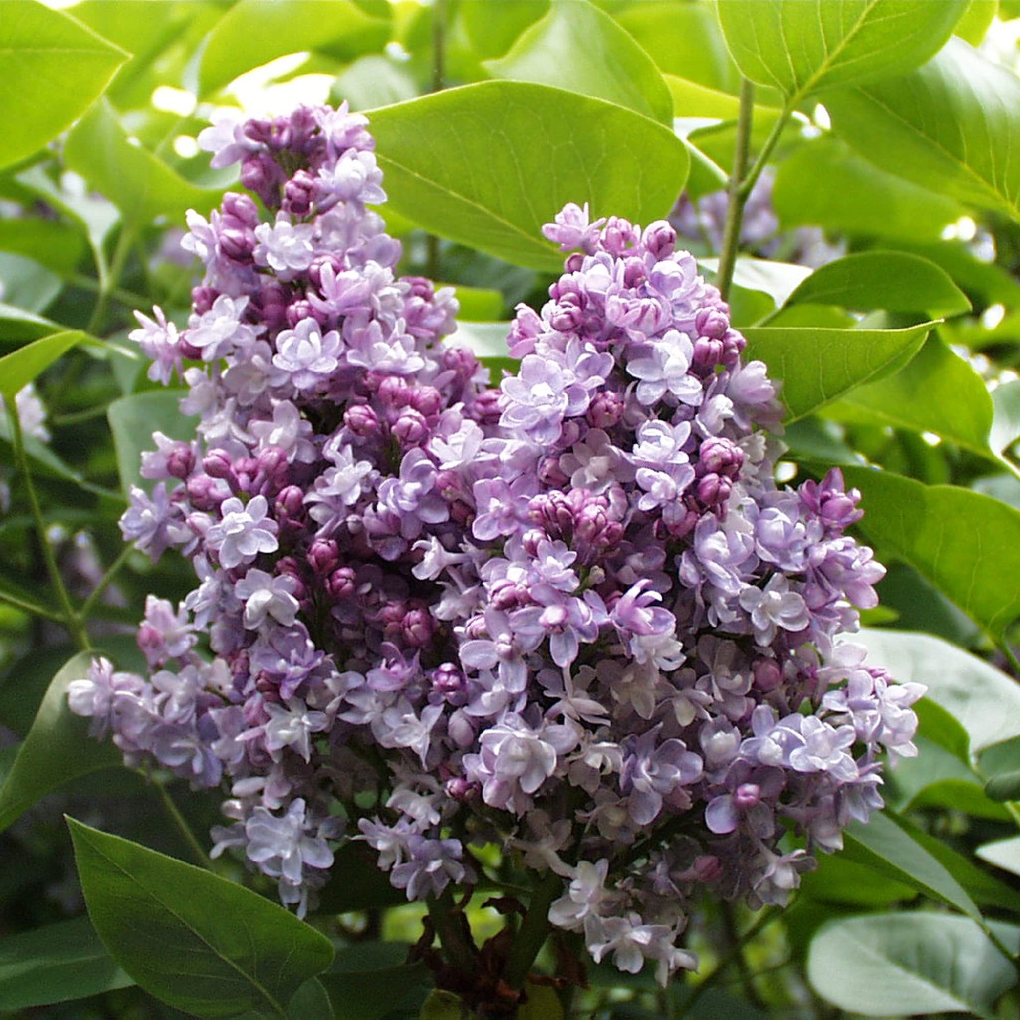 Buy Lilac, Syringa vulgaris 'Katherine Havemeyer', Blue Flowers, Hardy
