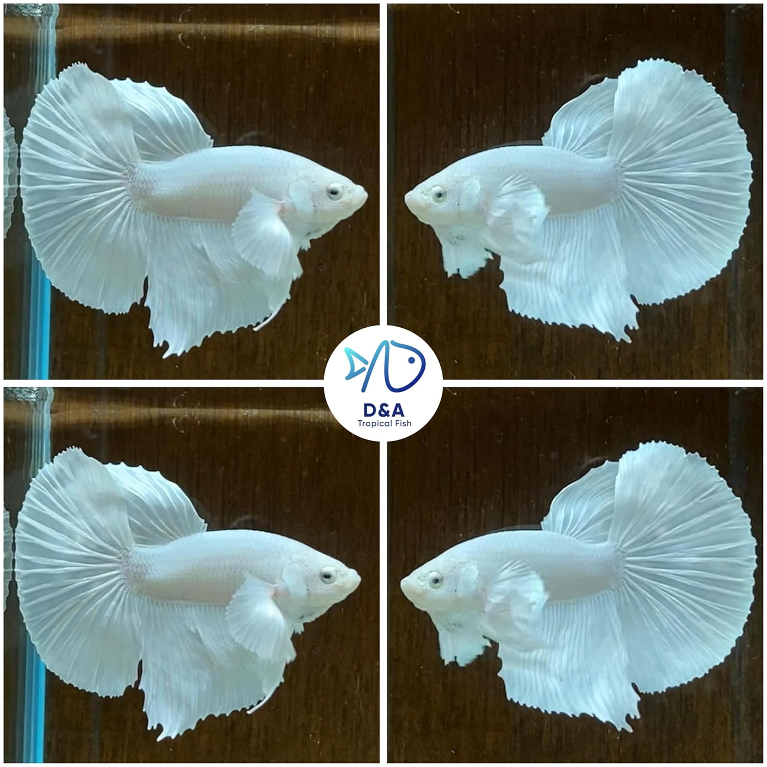 D&A Tropical Live Fish-1 Male Halfmoon Betta Live Fish- Live Betta Fish for Pond, Fish Tank or Aquarium, Live Fish Freshwater (White)