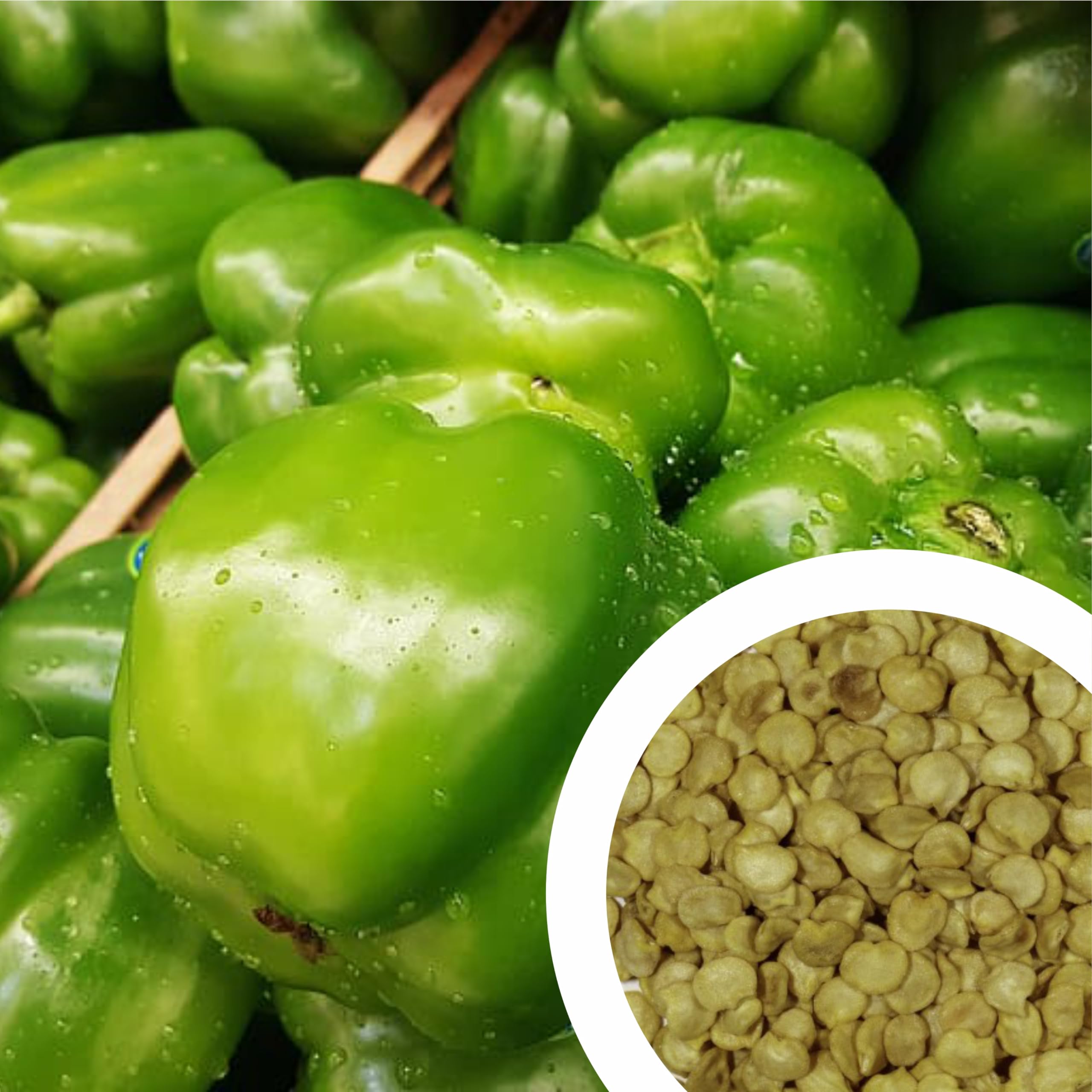 GROW DELIGHT Green Capsicum (Hari Shimla Mirch) (20 Seeds) Vegetable Seeds for Home Garden, Organic & Hybrid, Perfect for Home Gardening, Planting For Pots and Patio (B0D9H146CT) Amazon Price History, Amazon Price Tracker