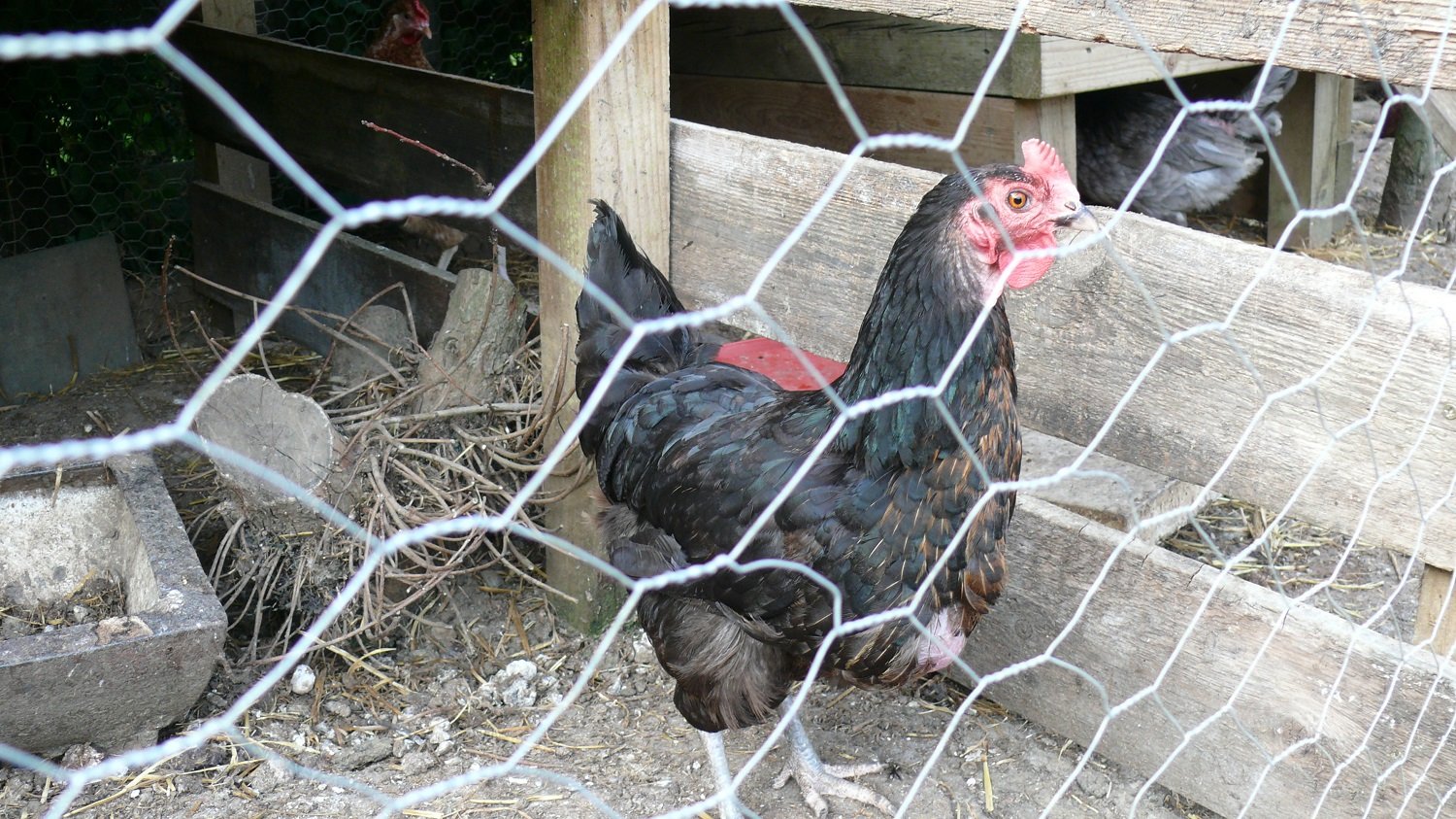 Buy Chicken wire 1.2mx50m roll.Galvanised steel mesh netting 25mm hole