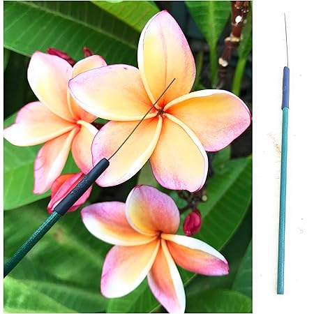 Amazon プルメリア 接木 イエロー ムーンライト 2 3本立ち 7号鉢 花