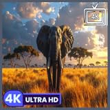 Images époustouflantes d'éléphants d'Afrique en 4K