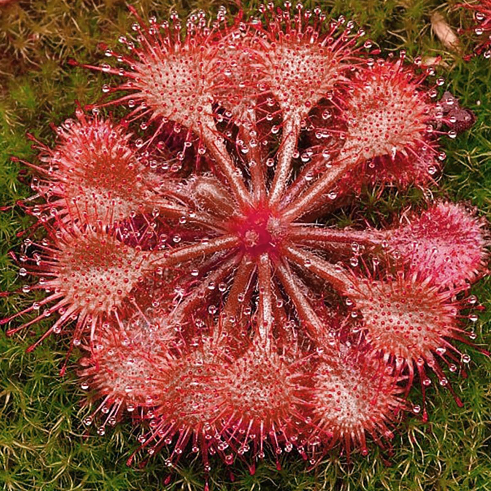 Semillas de Plantas carnívoras Naturaleza Atractiva Especial Hermosas Semillas de Plantas carnívoras para balcón