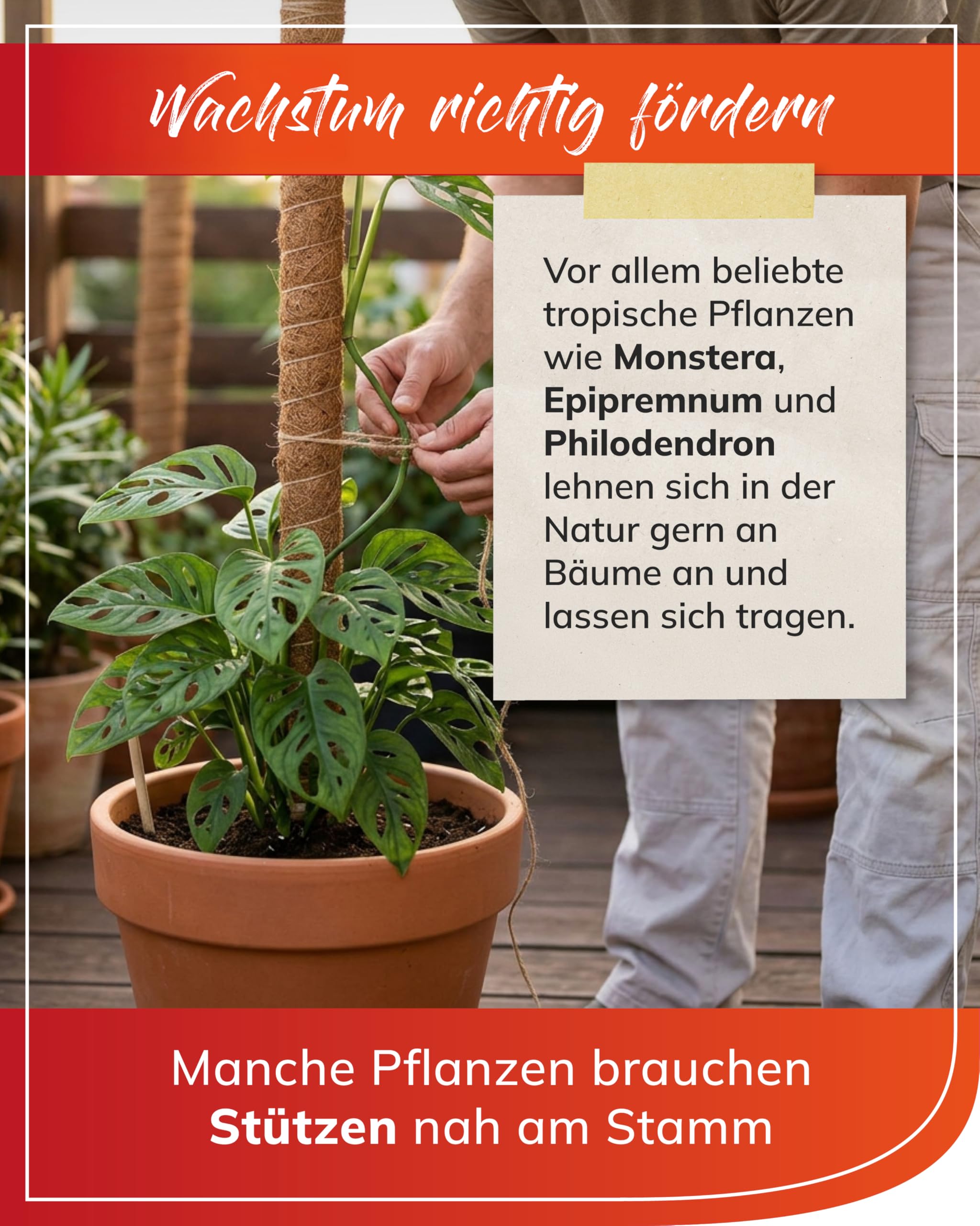 bellissa - Kokosstab 10er-Set (80 cm)  Pflanzstab fr Monstera & Efeutute   Rankhilfe & Pflanzensttze fr Garten & Balkon  Naturprodukt mit ...