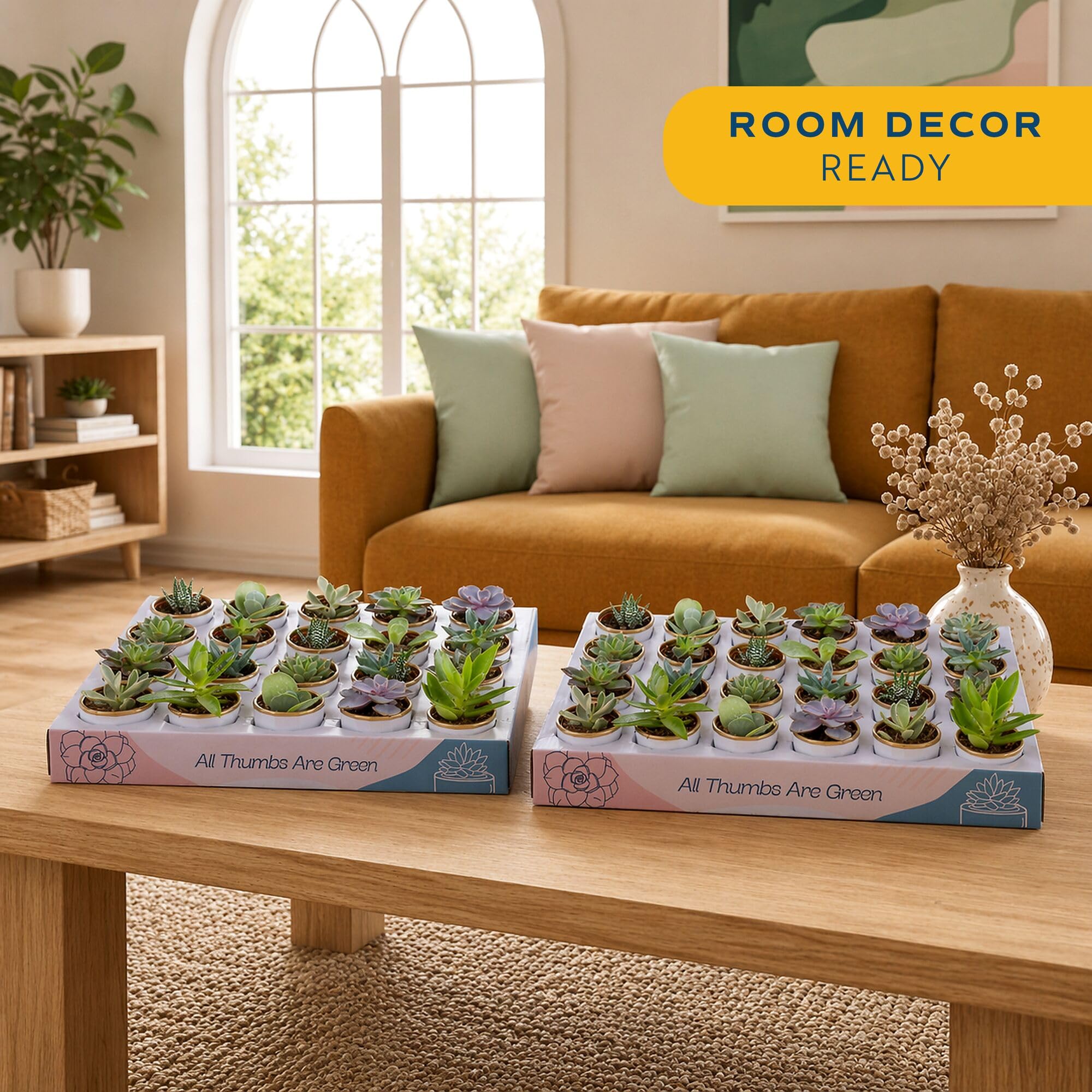 Amazon.com : Costa Farms Mini Succulent Live Plants in Decorative