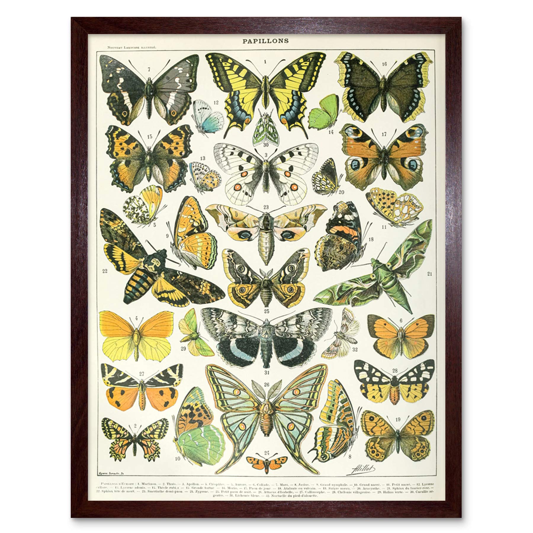 Artery8 Millot Encyclopedia Page Butterflies Moths Art Print Framed Poster Wall Decor 12x16 inch