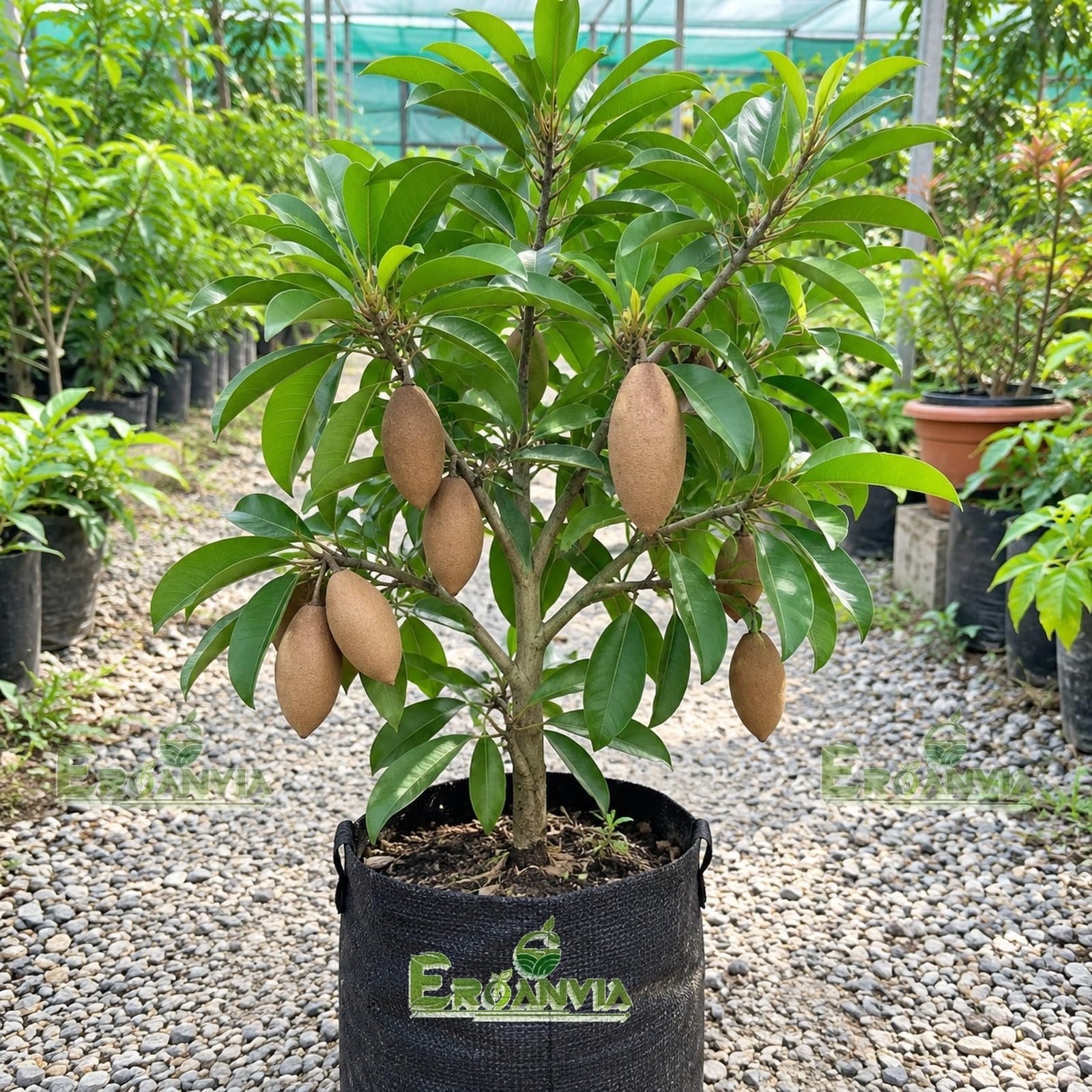 All Time Egg Fruit Plant - Live Grafted Tree -32