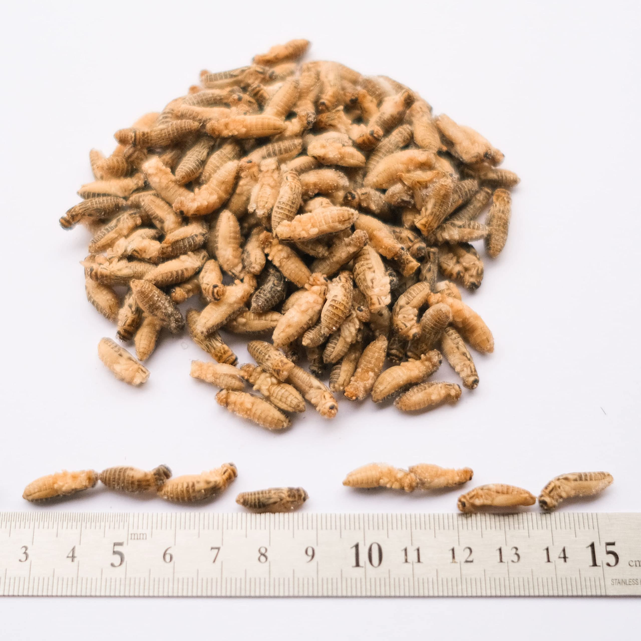 Amazon | GokiBank 冷凍コオロギ 1kg 爬虫類・両生類・肉食魚用