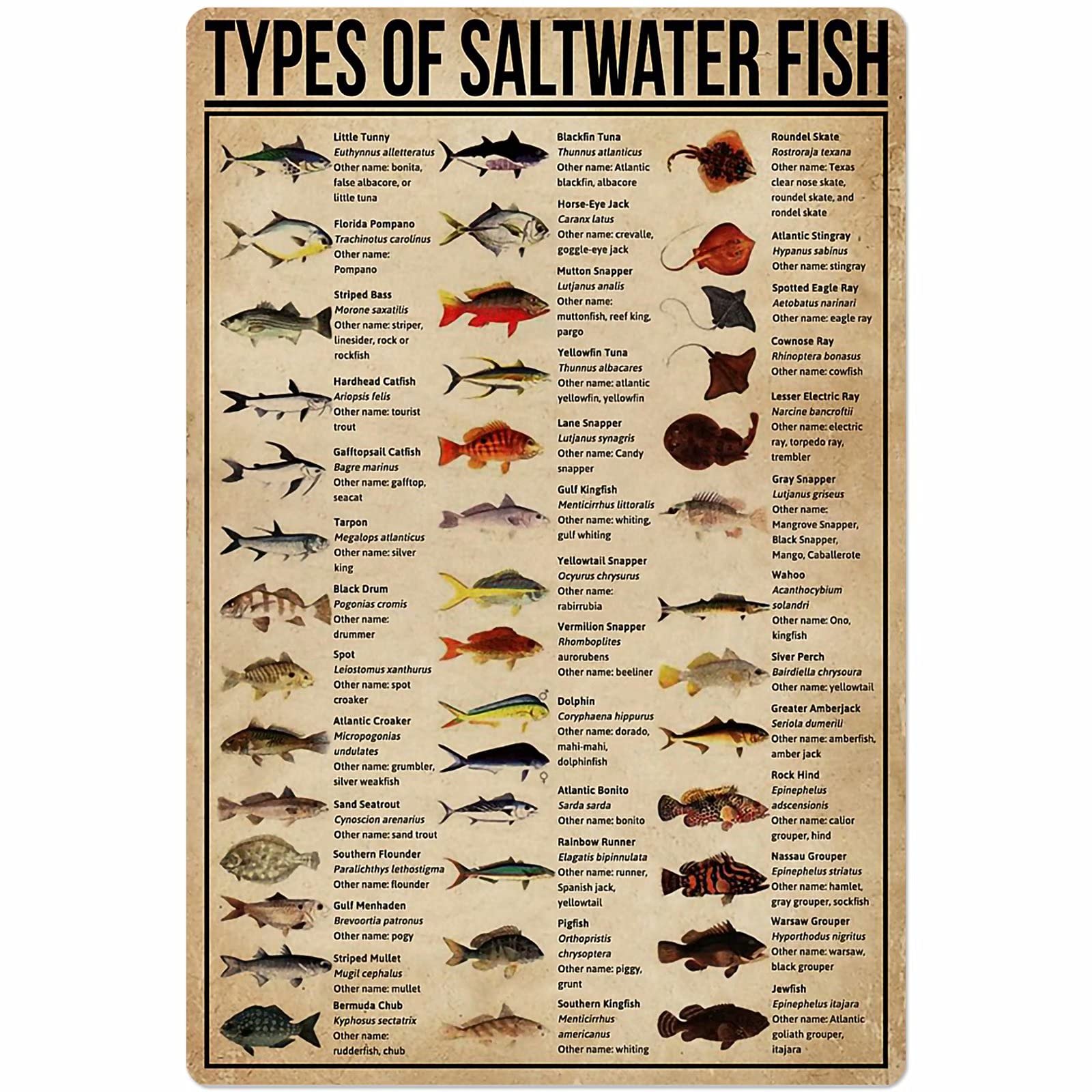 Yivxa Style-2966 Vintage Signs For Garage Types Of Saltwater Fish Tin Sign Knowledge Science Poster Farm Aquarium School Home Cafe Garage Bar Wall Gift Tin Sign Art Wall Metal Decor Funny Signs 8X6 Inch
