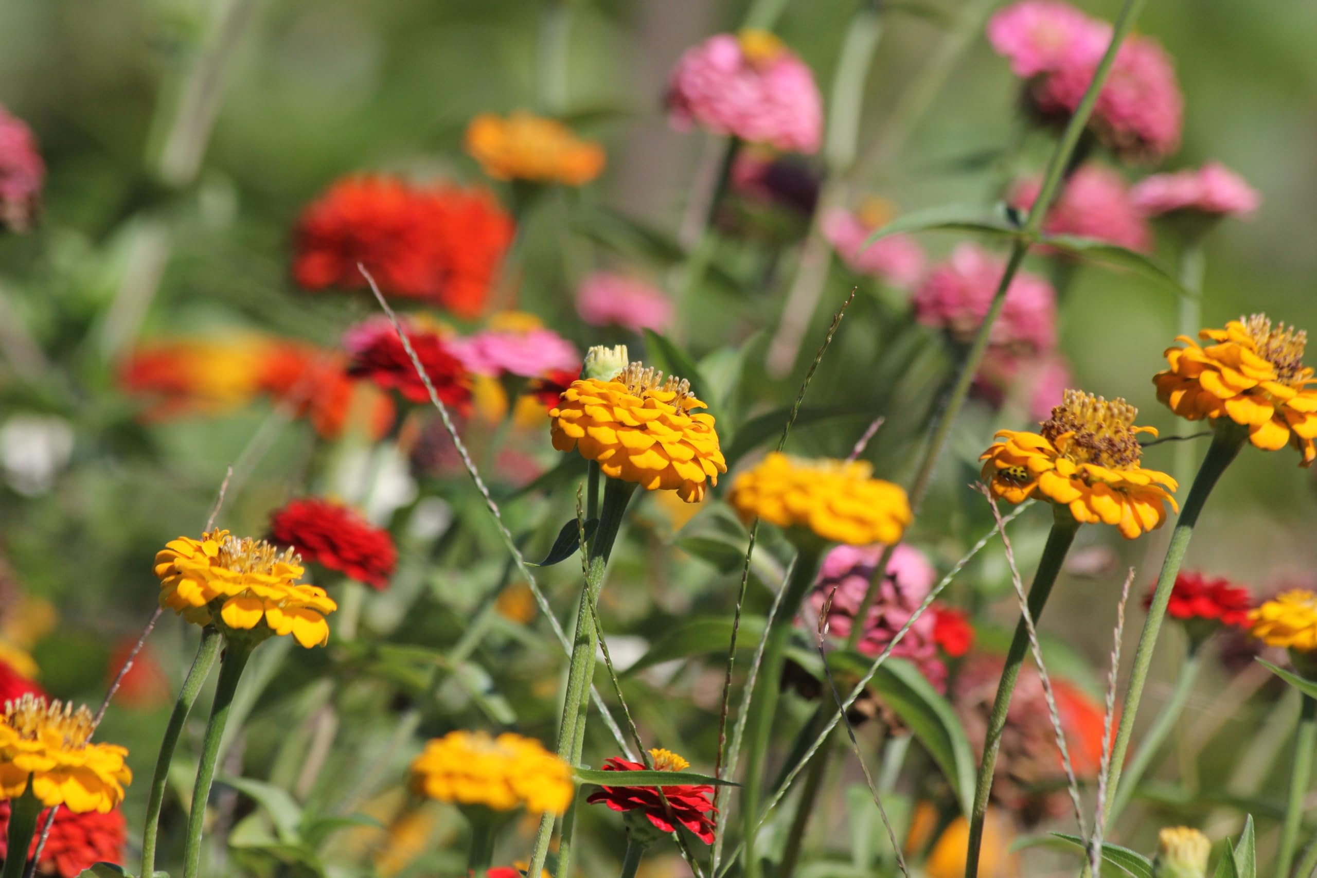 Zinnie (Zinnia elegans) ´Riesen-Mischung´ Samen. Schmetterlings Magnet (20000 Samen = 108,0g)