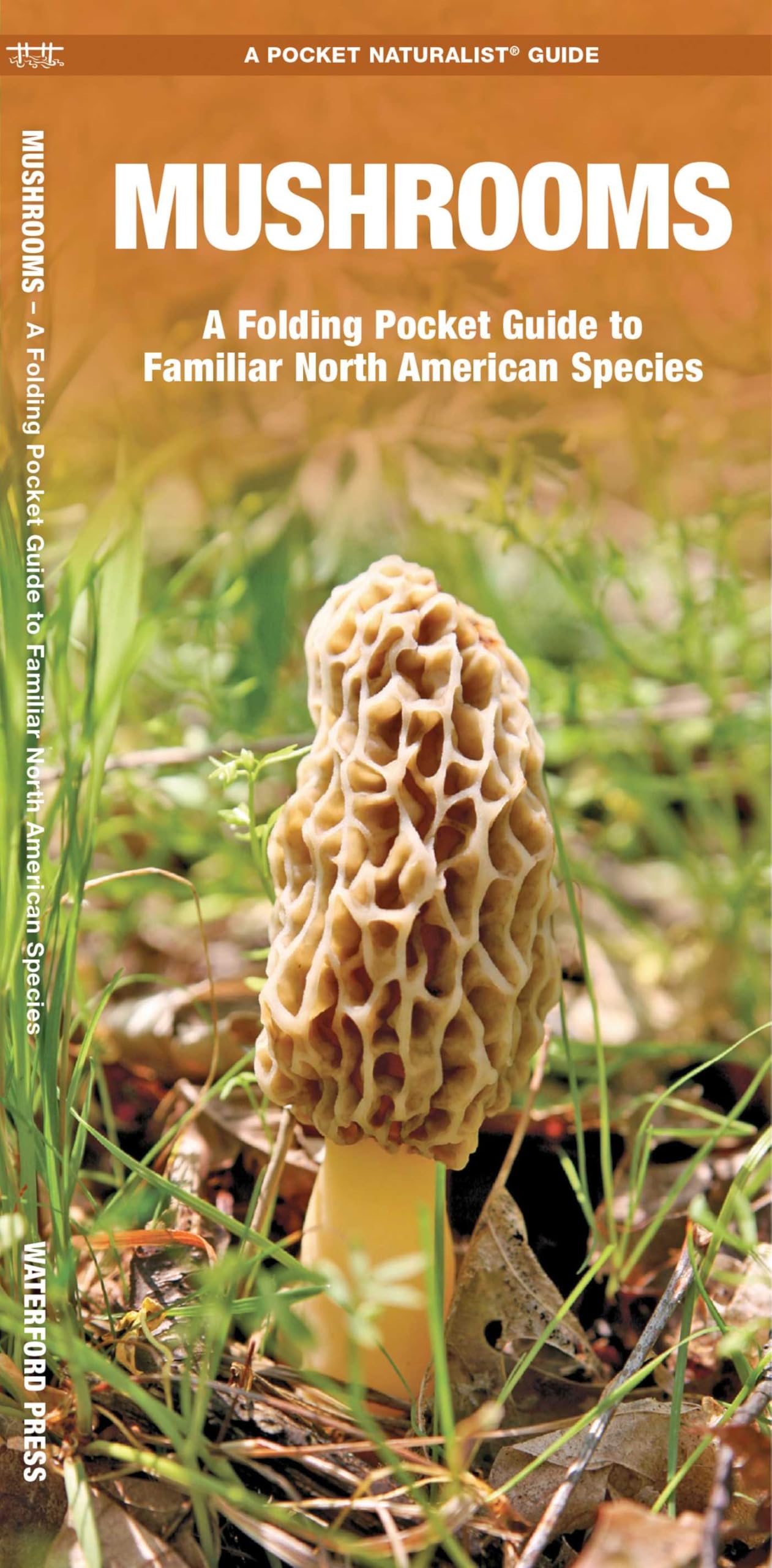 Mushrooms (Nature Observation North America) Pamphlet – November 30, 2022