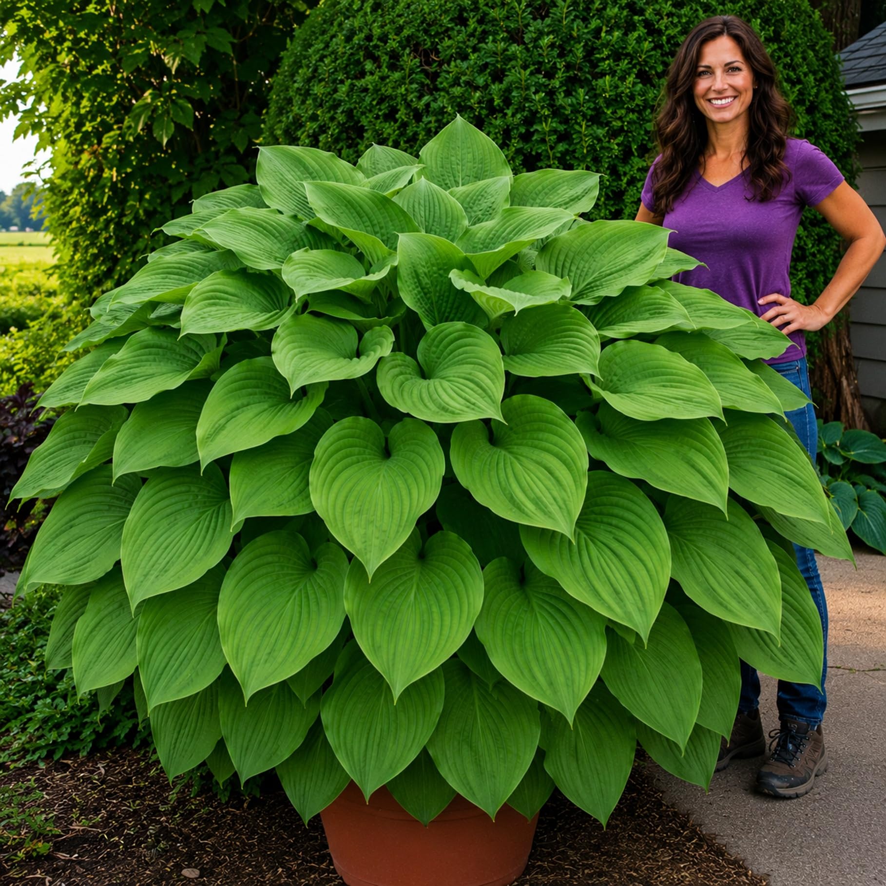 Giant Jurassic Park Hosta Live Starter Plant