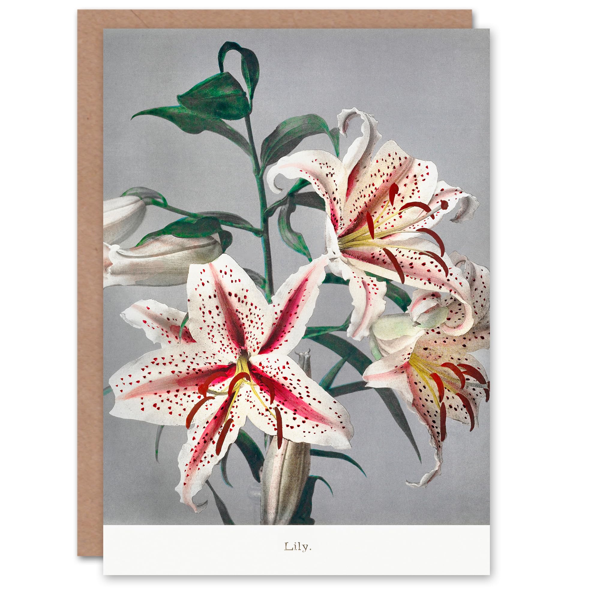 Artery8 Ogawa Kazumasa Japanese Art Card White Pink Spotted Lilly Flowers