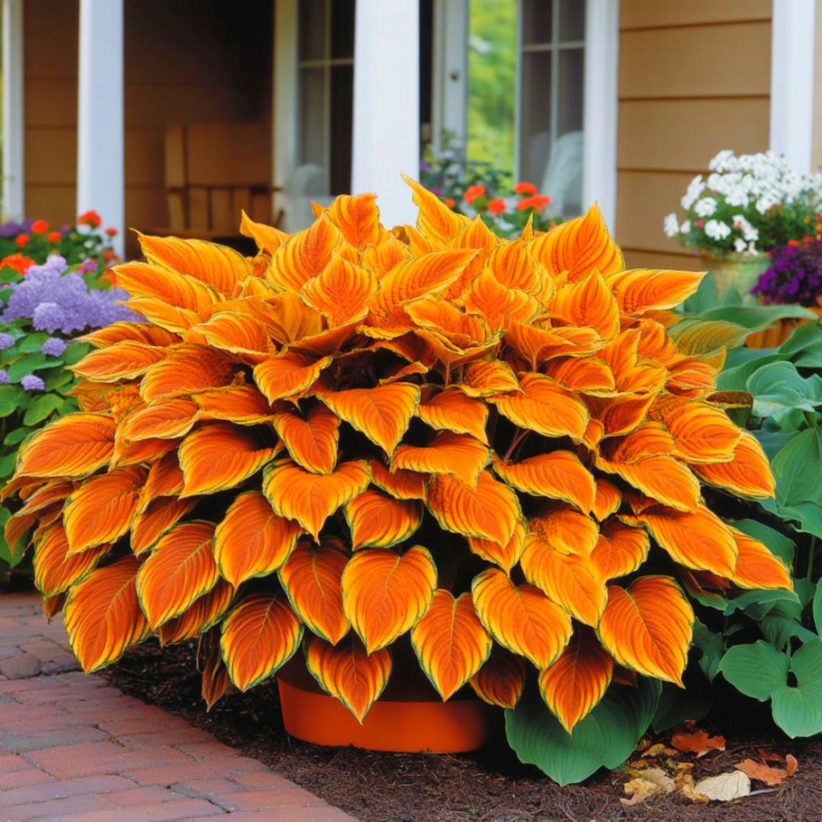 Hosta Bulbs for Planting, Hardy Perennial, Excellent Display, Mix Greening Flower, Natural Organic, Wedding, Balcony Garden, Suitable for Garden Plants-15 Bulbs-I
