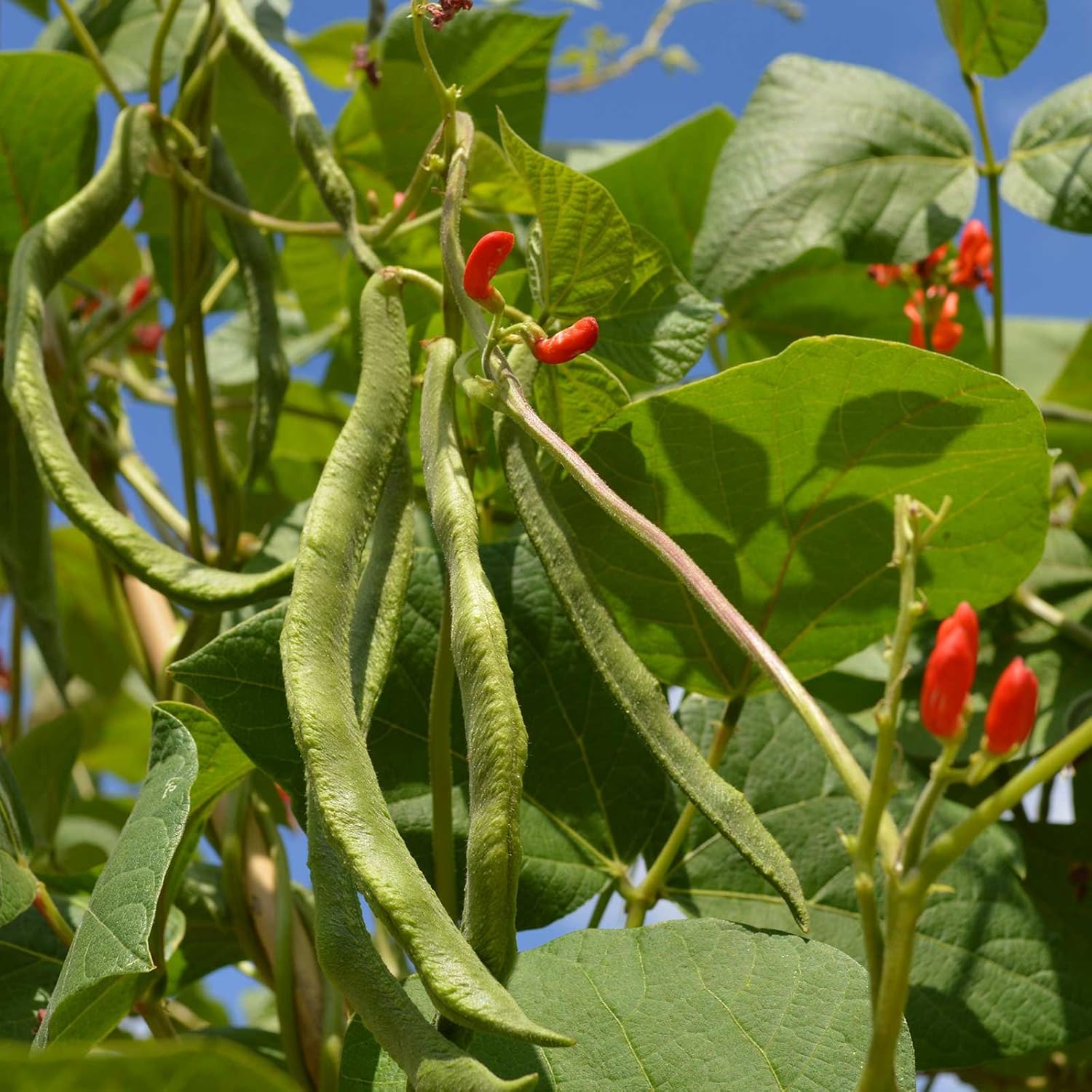 Scarlet Runner Pole Bean Seed - 1 Lb ~335 Seeds - Non-GMO, Heirloom - Vegetable Garden Seeds - Also Called: Scarlet Conqueror, Fire Bean