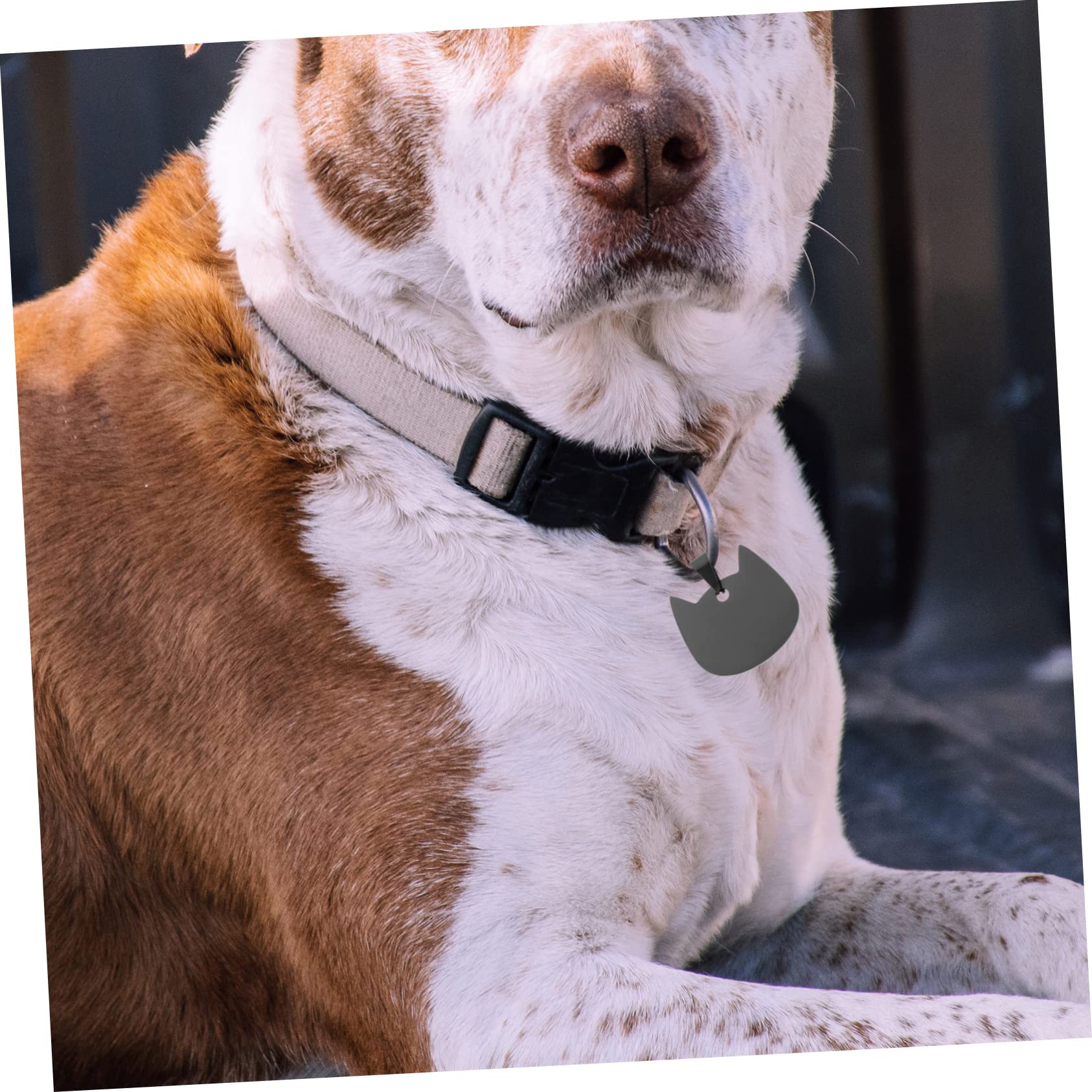 BESPORTBLE 3pcs Cat-Shaped Dog Tags Engraved Pet Id Tags Safe Stainless Steel for Cats Dogs