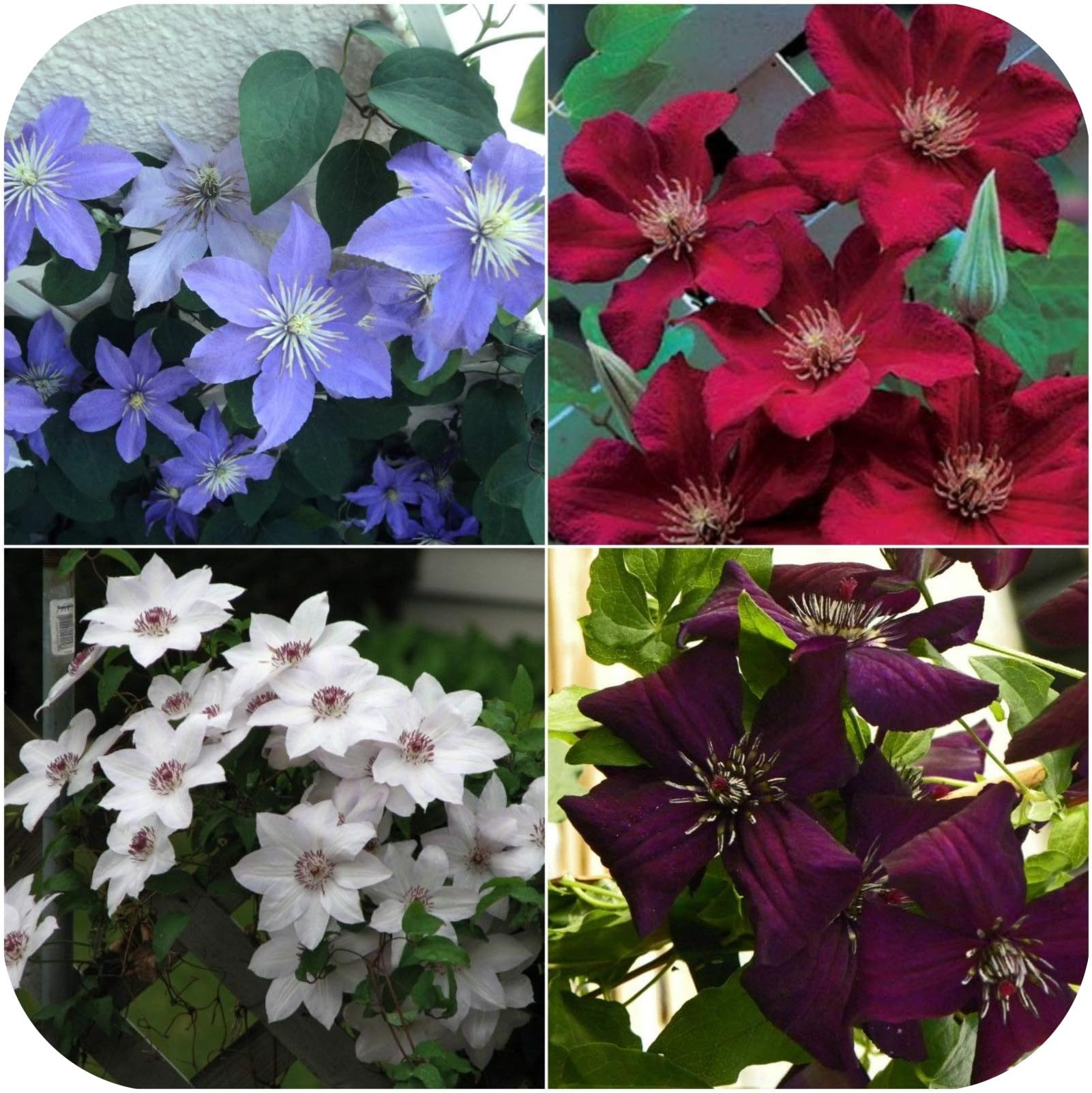 4 x Clematis (Mix 3) Bare Root Plants with Shoots Climbing Vine Flowering Shrub by Plug Plants Express Limited