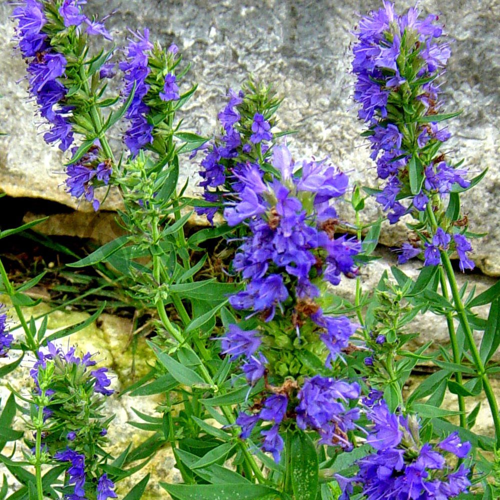 Hyssop Blue - 1 Plant - Garden Kitchen Herb for Cooking Planters in 8cm Pot