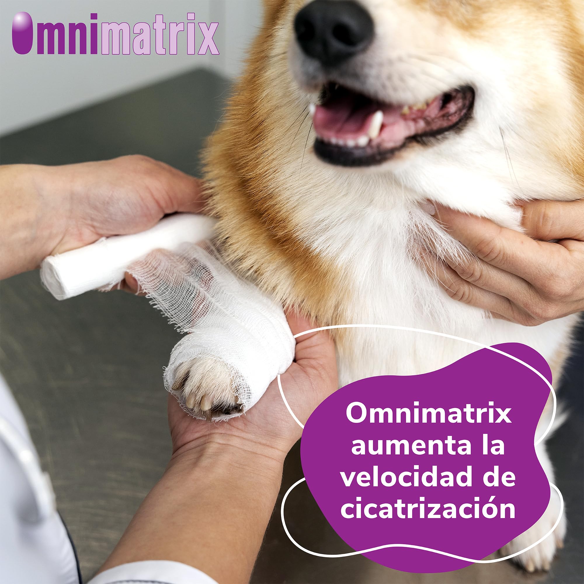 Omnimatrix Hifarmax - Crema Cicatrizante para Perros, Gatos y Caballos | Antiinflamatorios para Perros y Otras Mascotas, Ideal para la Cicatrización de Heridas | Crema para Almohadillas| Tubo de 60g
