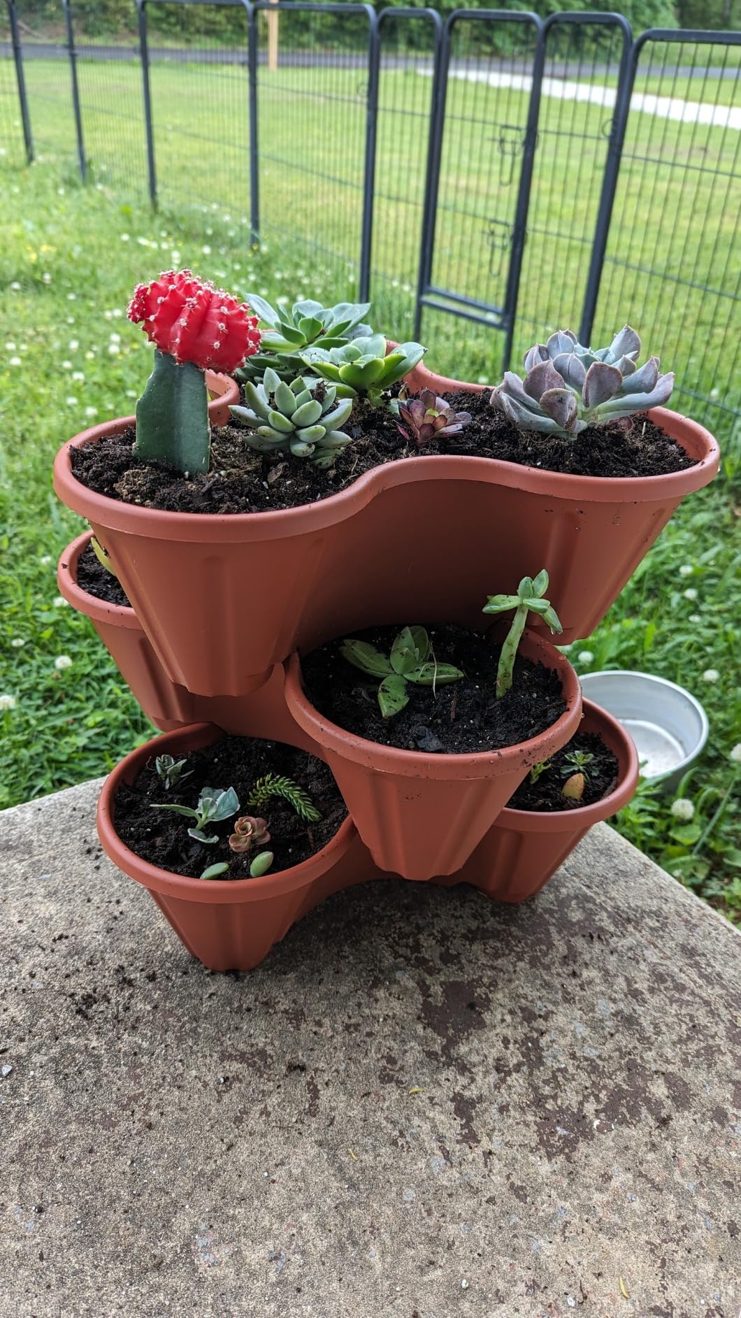 Pure Garden cascading strawberries