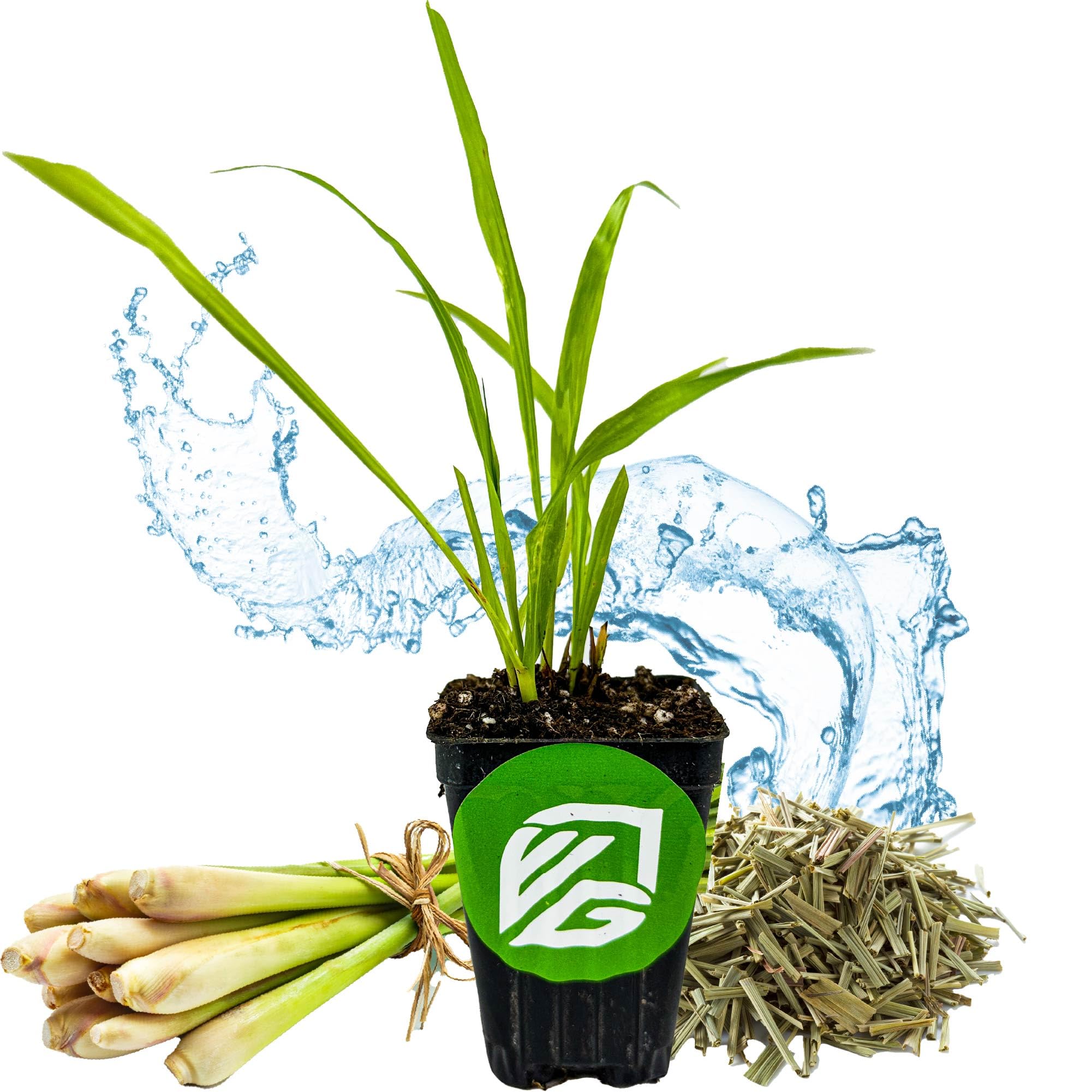 Lemongrass Live Plant - Cymbopogon citratus - Wellspring Gardens Starter Plant - Edible Herb Plant for Cooking Southeast Asian Cuisine - Mosquito Repellent Plant - Indoor & Outdoor Home Garden