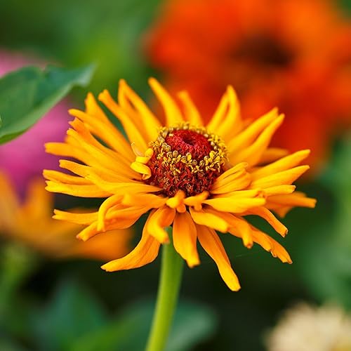 Miniatura 3 de Zinnia Seeds  Mezcla de flores de cactus  Paquete  Semillas de flores rojasrosanaranja, semillas de reliquia atrae abejas, atrae mariposas, atrae