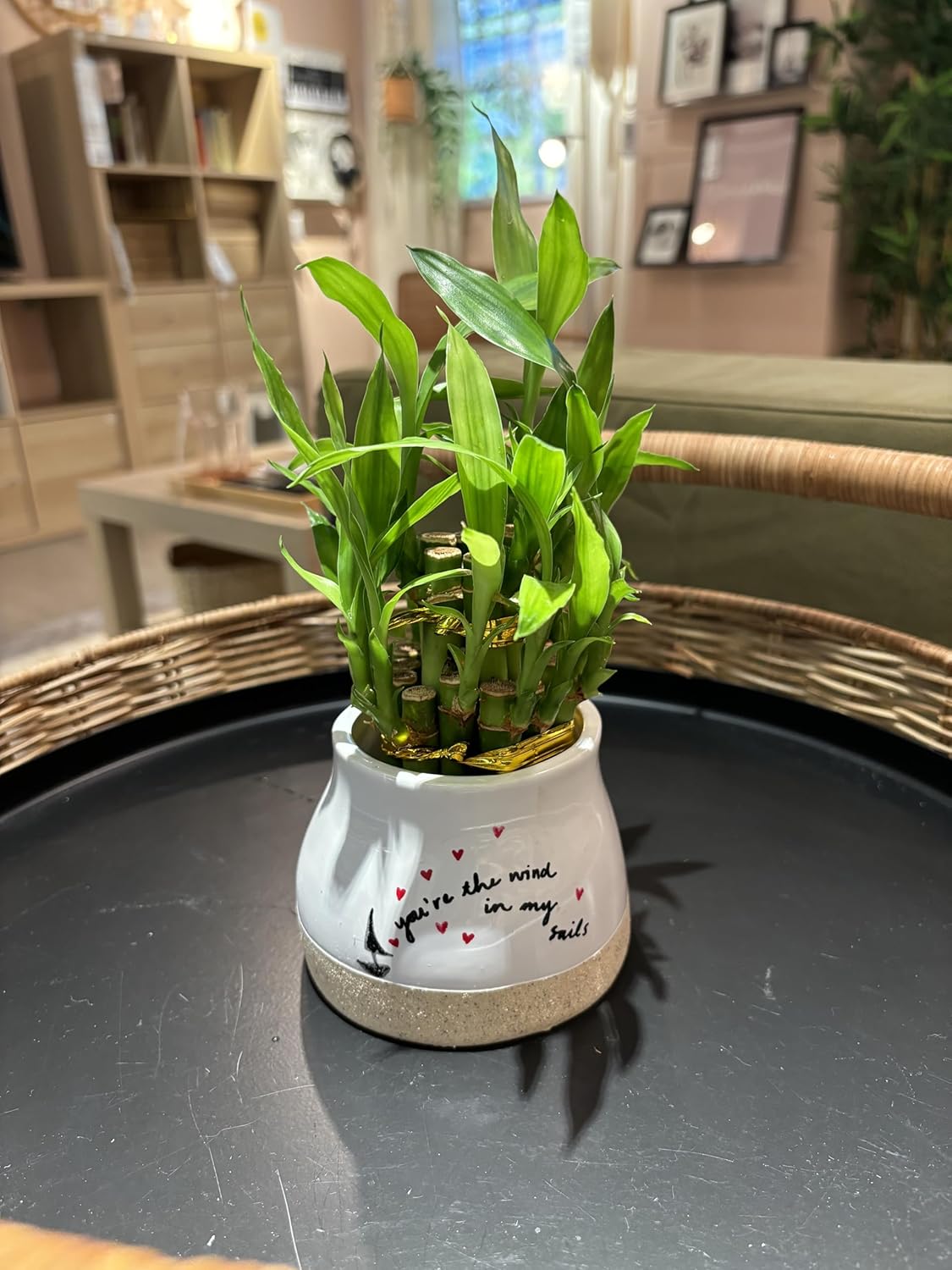 Live Two Tier Lucky Bamboo Plant in Your The Wind in My Sails Pot Indoor Arrangement