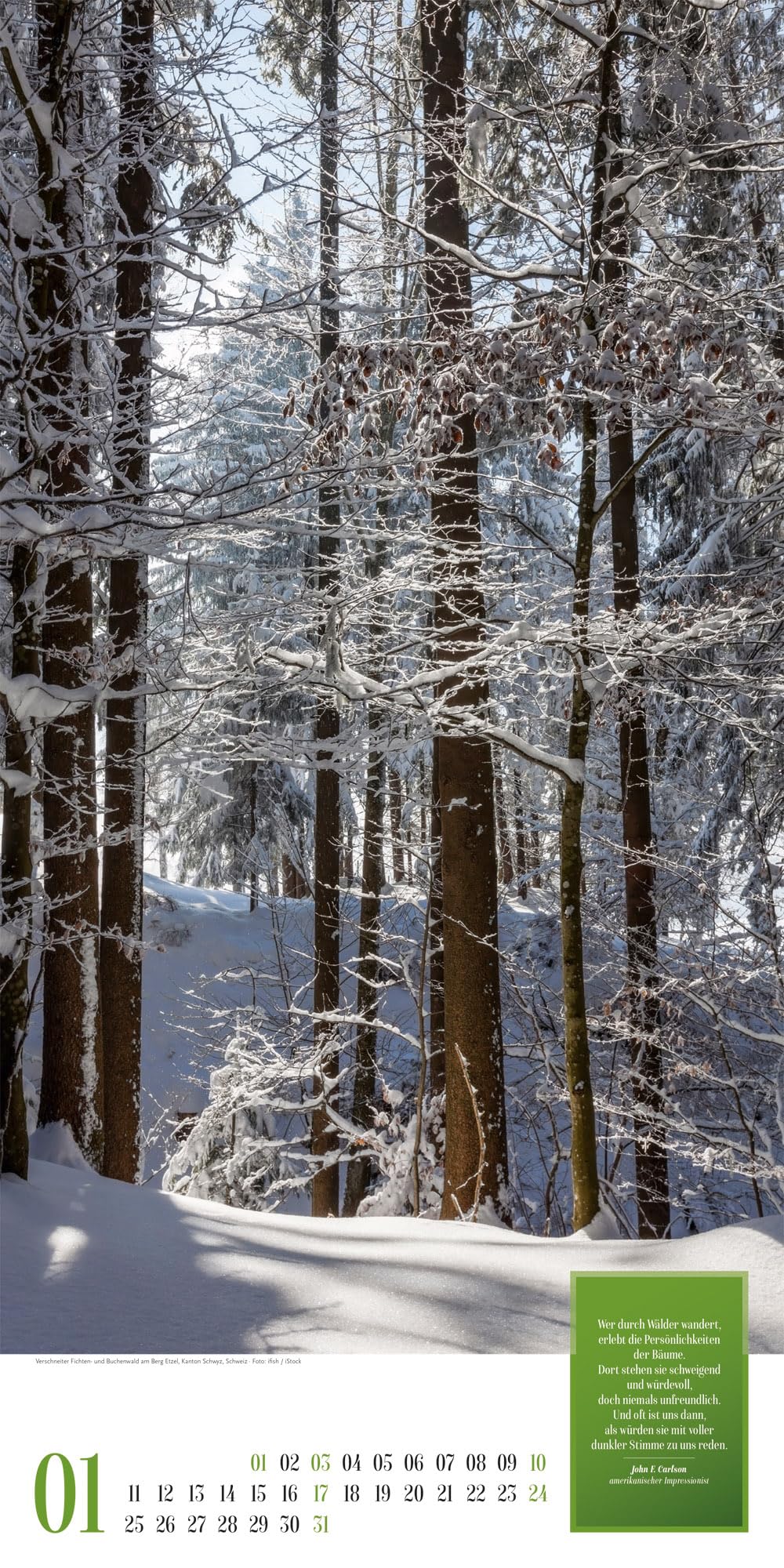 Mythos Wald Literatur-Kalender 2027: Abwechslungsreicher Natur-Kalender im schlanken Hochformat (33x66 cm) | Wald-Motive mit Zitaten