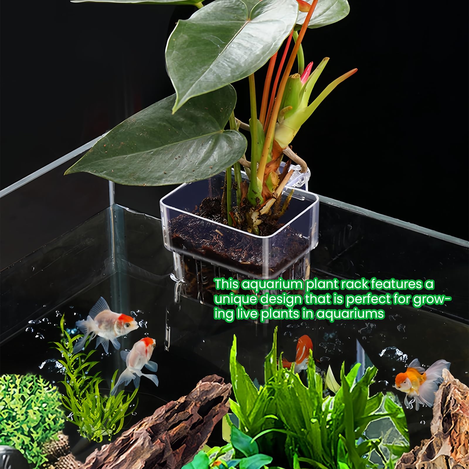 GOMETY Lot de 6 supports de plantes d'aquarium transparents pour aquarium, paniers à plantes suspendus, avec trous, support pour plantes aquatiques, décoration d'aquarium
