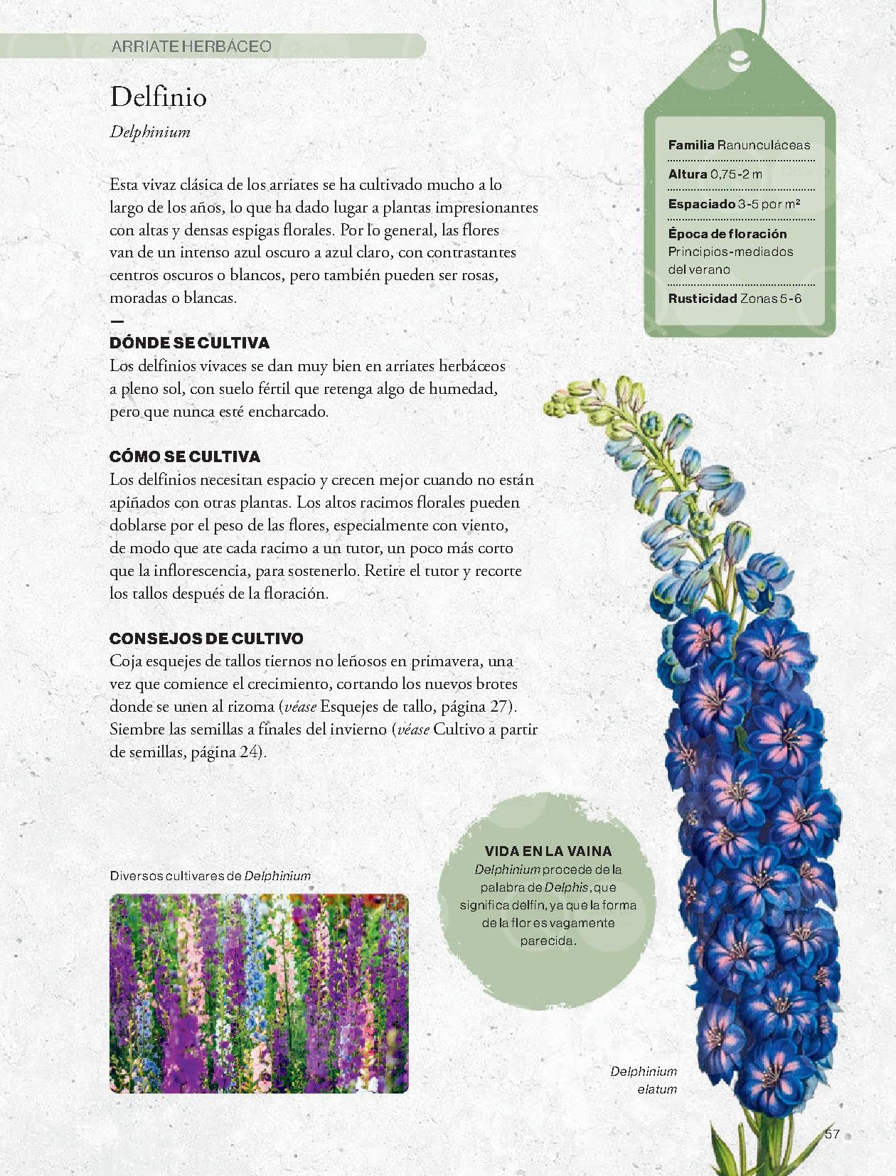 Cultivar plantas vivaces (JARDIN)