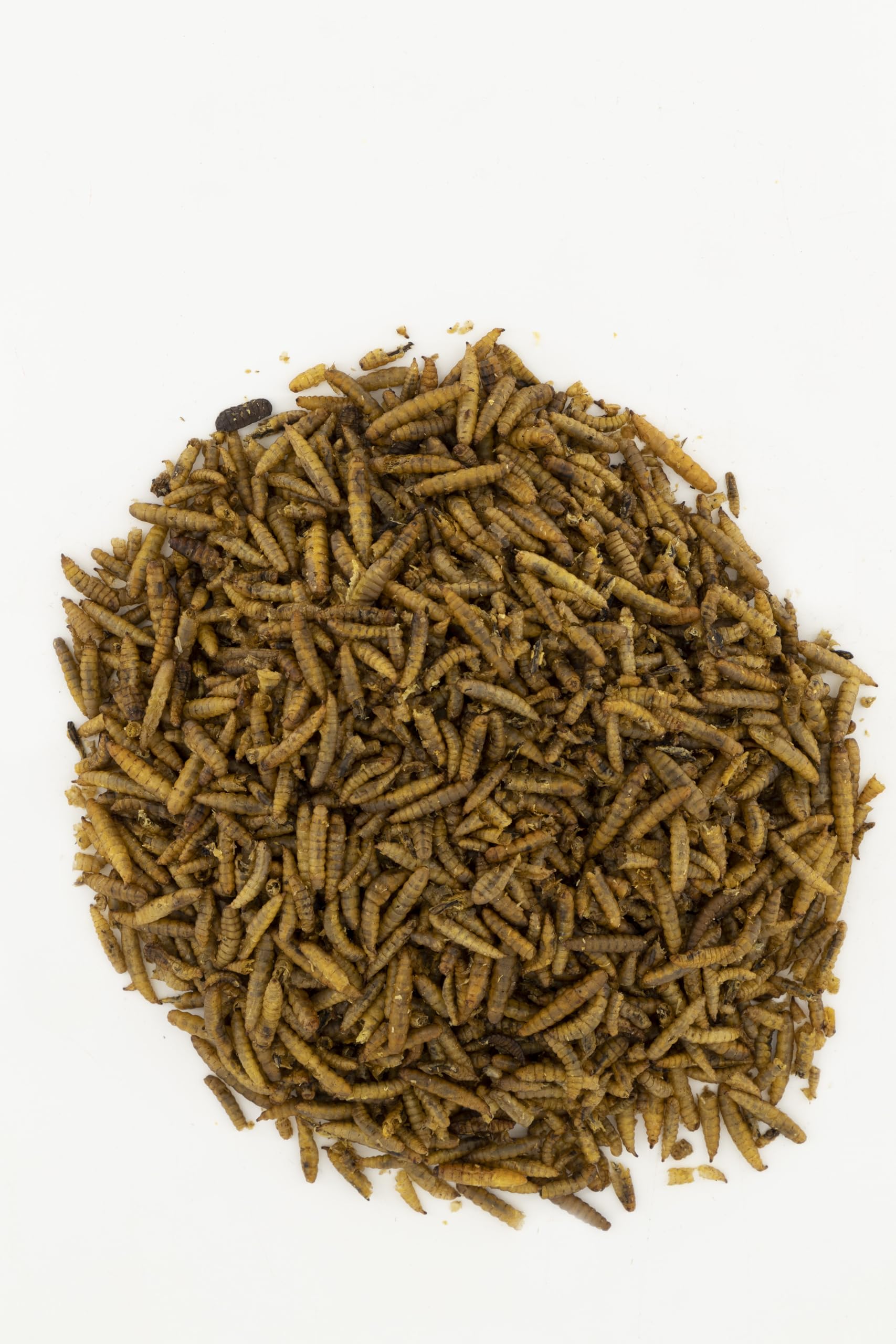 Soldatenfliegenlarven Hermetia | 10 L Eimer (1,60 kg) Premium Qualität | ähnlich wie getrocknete Mehlwürmer | reichhaltig an Proteinen, Vitaminen und Kalzium |