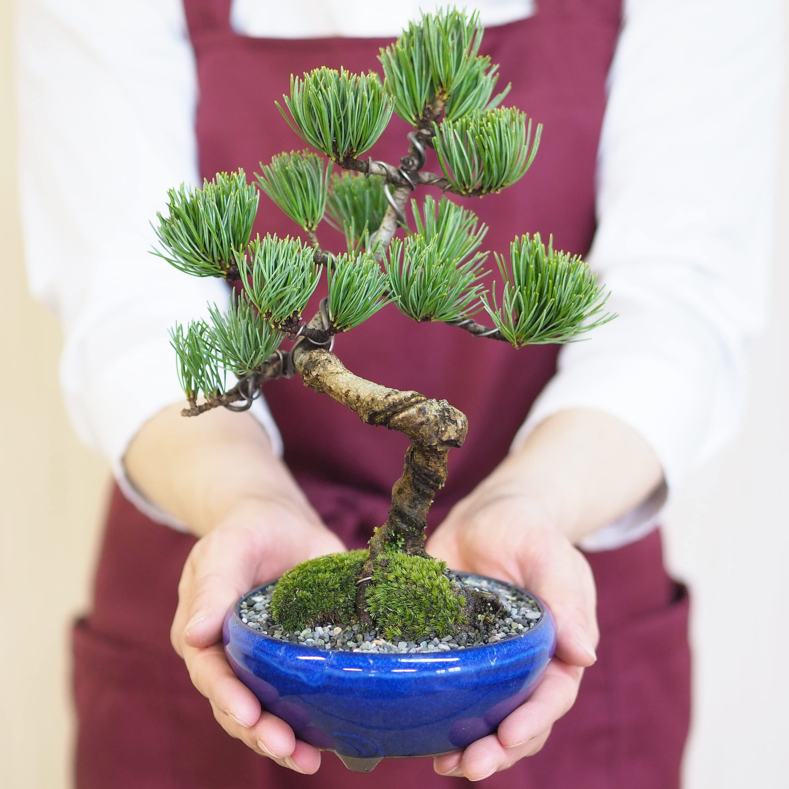 五葉松ミニ盆栽4セット