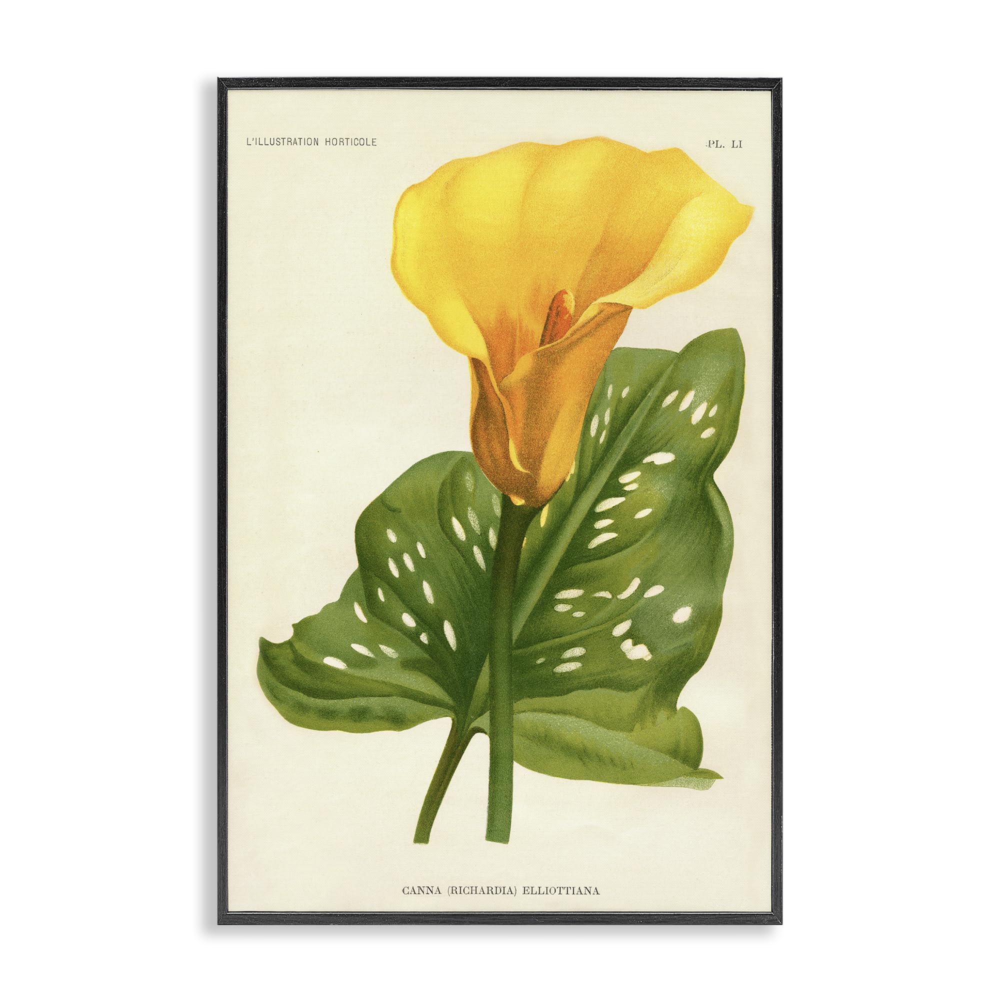 Stupell Industries Yellow Canna Lily Botanical Wall Art, Tropical Floral Bloom with Leaf Detail, 12 x 18 Inch Framed Giclée Print, by Print Collection, Made in USA Gift