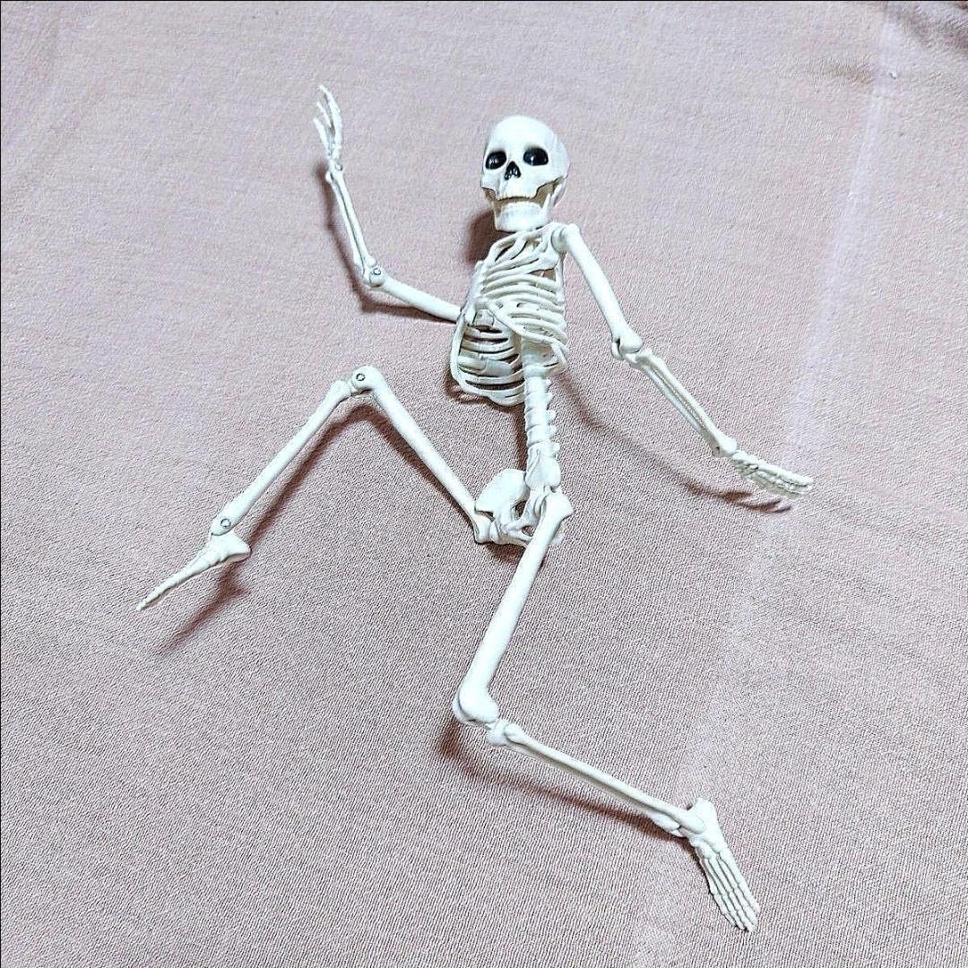 Amazon.co.jp: がいこつ 人体模型 学習 教材 骨の模型 40cm 骸骨