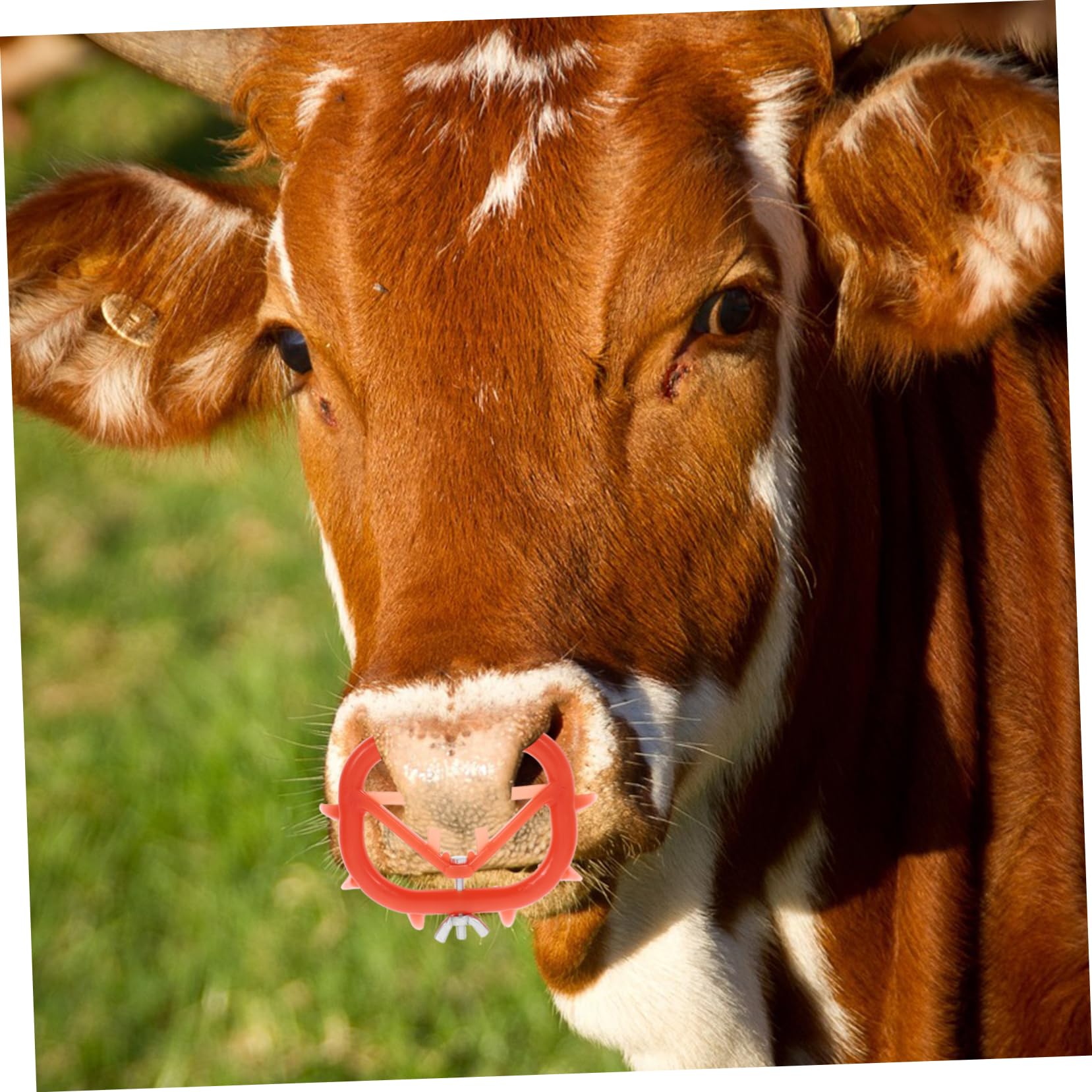 UPKOCH 5 Set Anello Per Svezzamento Clip Per Nasello Calf Weaner Strumento Per Prevenire Succhiamento Attrezzatura Per Allevatori Bestiame 8 Pezzi * 5