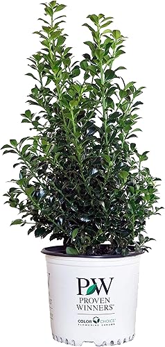 Ganadores probados - Ilex x meserveae Castle Spire (Acebo) Evergreen, 2 - Contenedor de tamaño