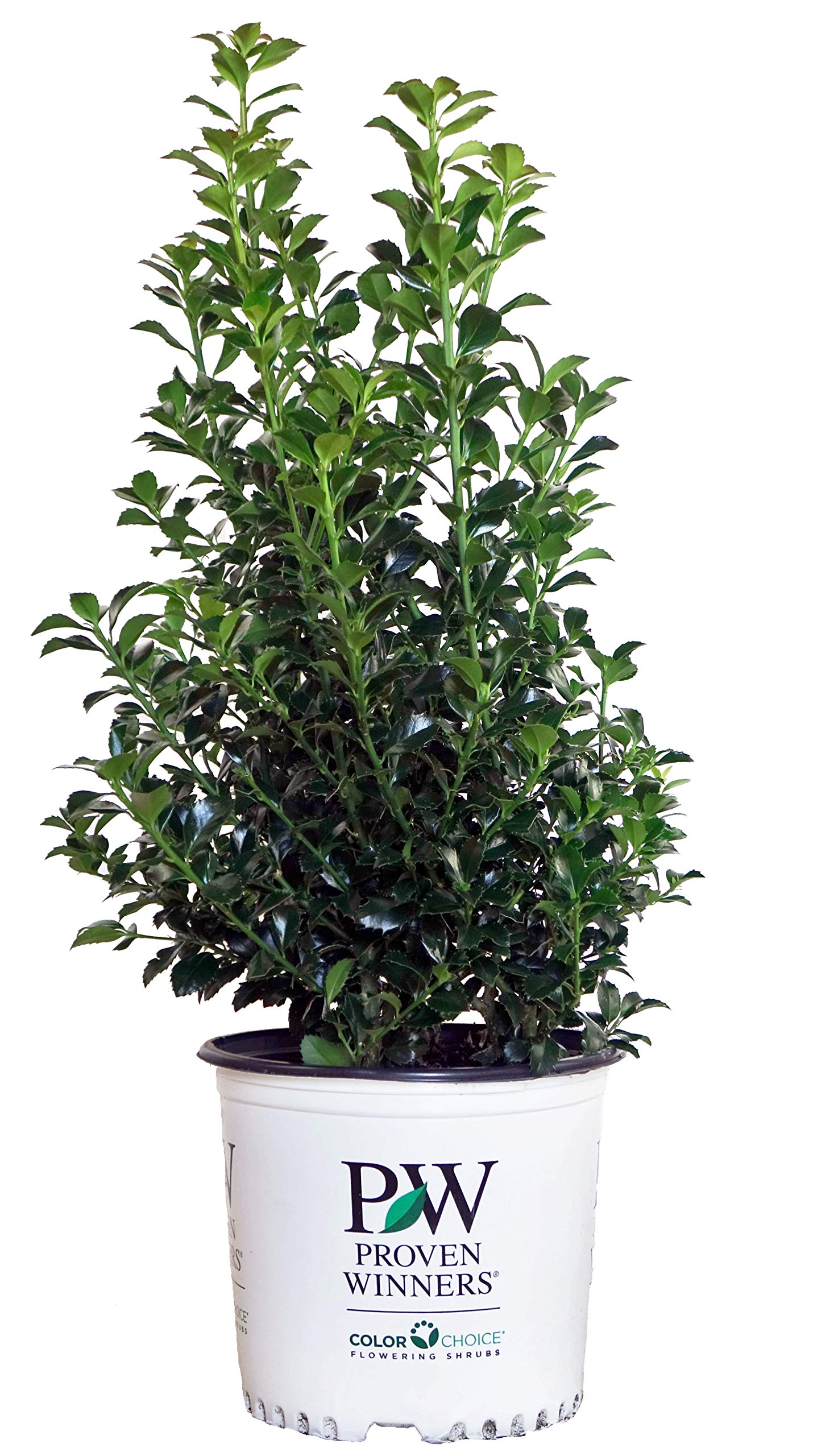 Proven Winners Castle Spire Holly