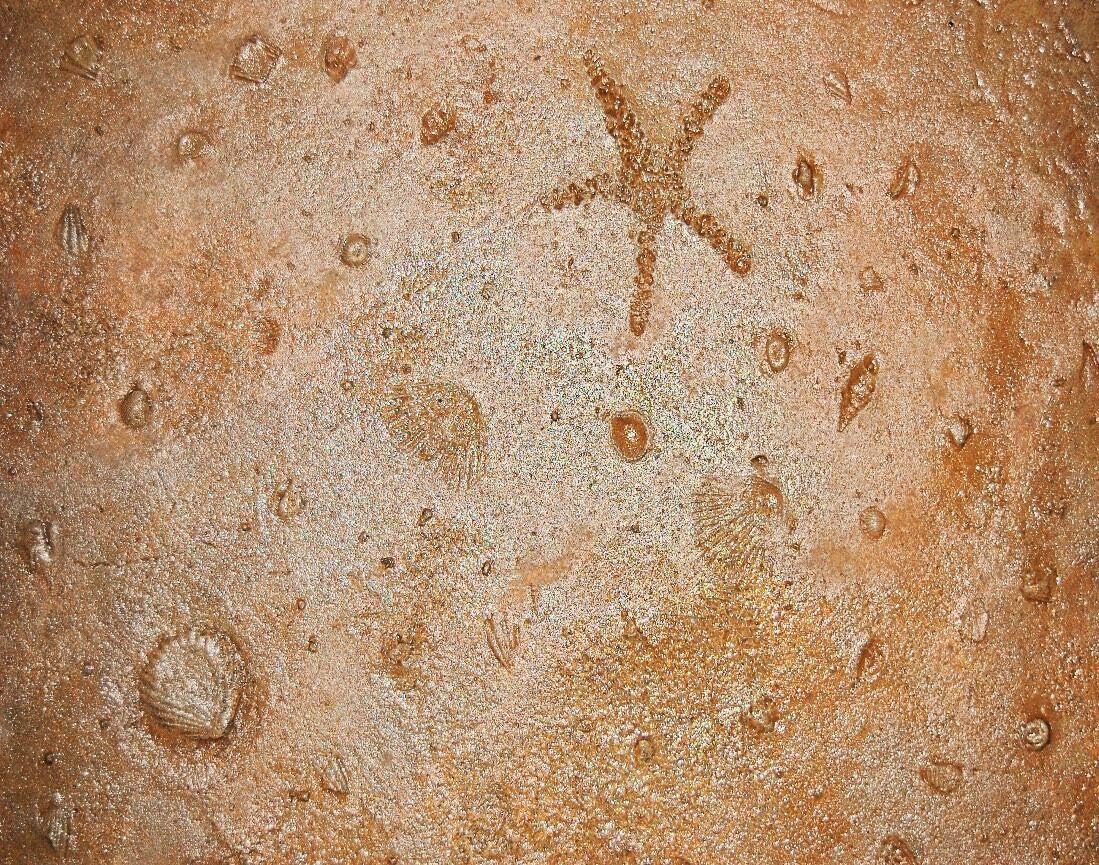 Seamless Concrete Stamp Seascape Ocean Floor Texturing Skin Set Authentic Decorative Pattern - Concrete, Cement, Overlay (6 Piece)