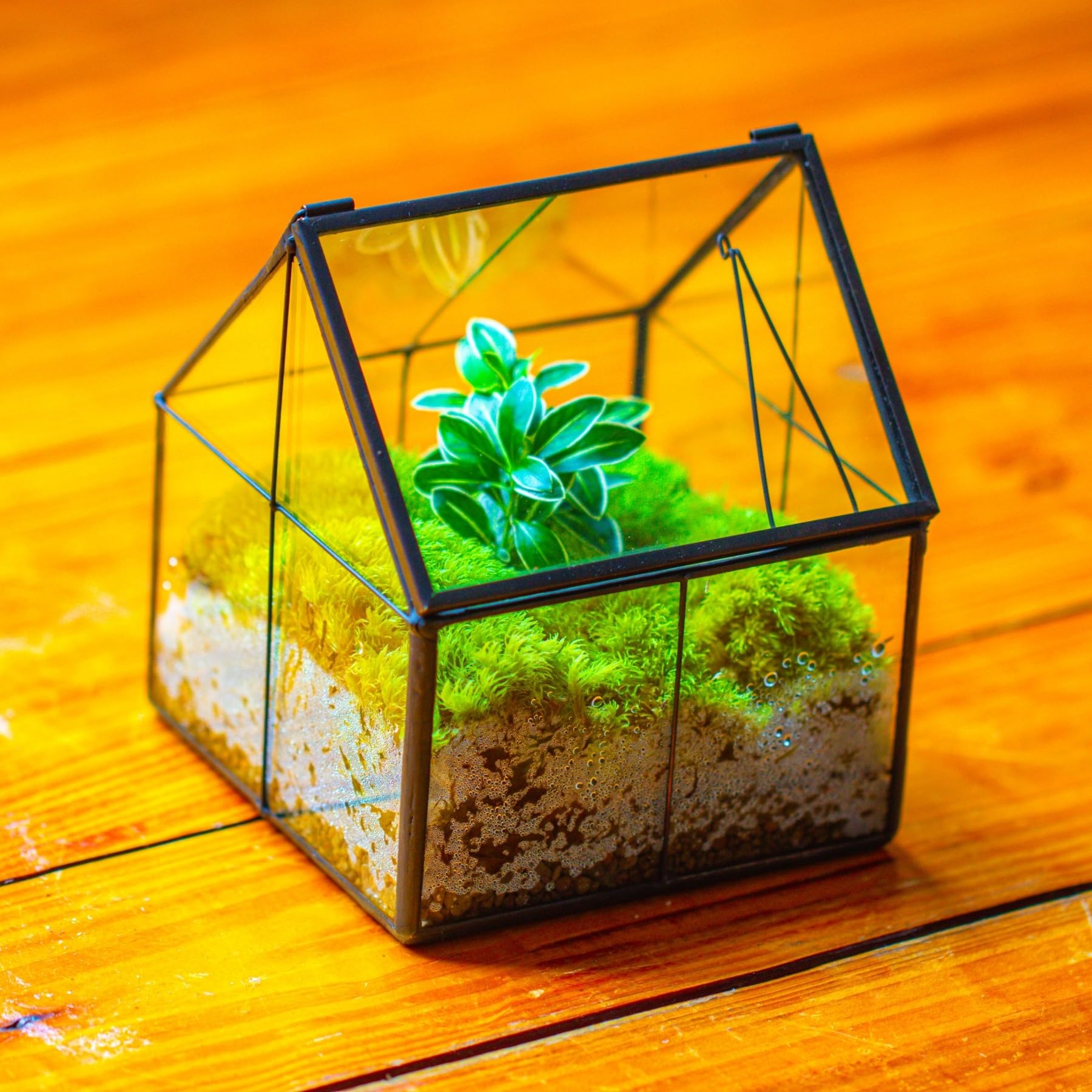 NCYP 10,8x10,8x12,5 cm Mini Noir Terrarium Géométrique en verre avec couvercle Fait à la main, Pour petites plantes succulentes, Décoration de table pour la maison jardin bureau (Terrarium Uniquement)