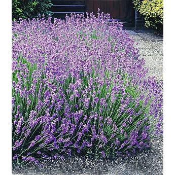BALDUR Garten 3x Blauer Duft-Lavendel Pflanzen mit 9x9 cm-Topfballen Lavandula intermedia 'Grosso' Lavendel Provence winterharte Staude trockenresistent mehrj hrig duftend