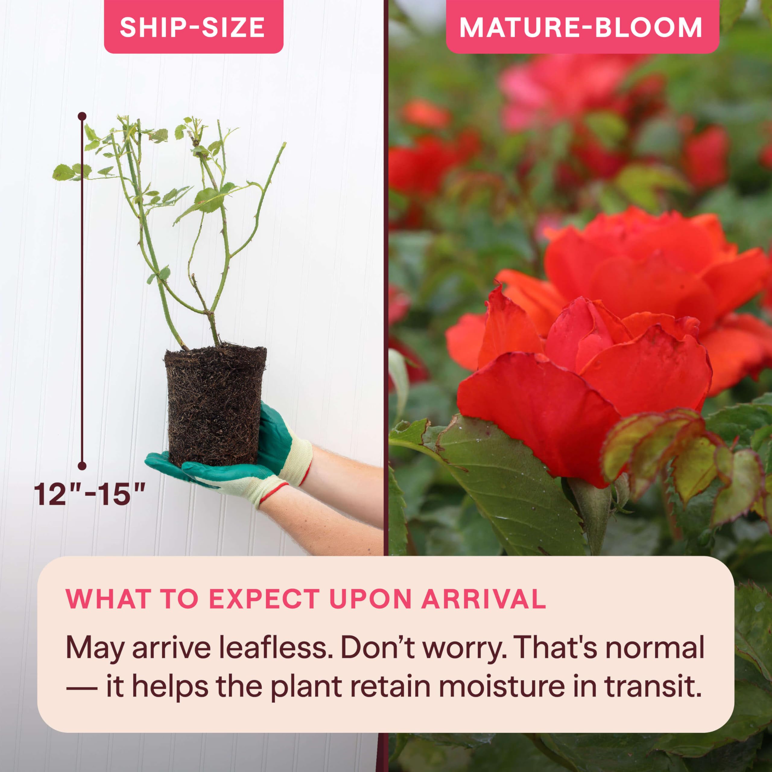 Amazon.com : Heirloom Floribunda Roses, Live Own Root Plant for