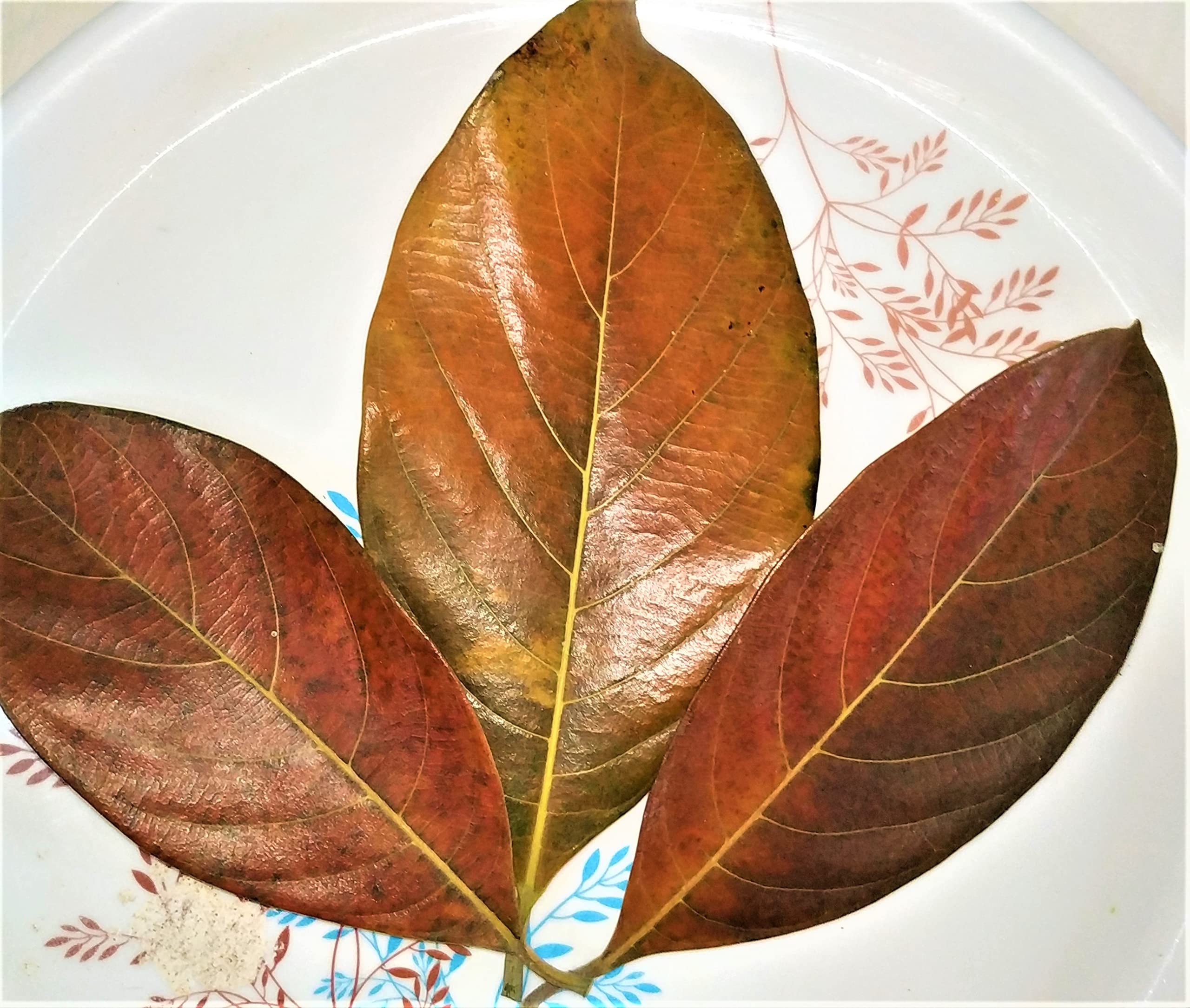 NATURE WORLD PREMIUM ORGANIC NATURAL AYURVEDIC KATHAHAL JACKFRUIT HEALTHY LEAFS FOR FRANS FISH TANKS AND COSTLY AQUERIUMS PACK OF 300 LEAFS (B0BLHWV3RR) Amazon Price History, Amazon Price Tracker
