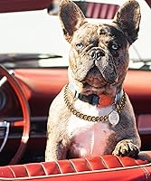 Vista 2 de Collar de perro con cadena de oro, 0.59 pulgadas, lindo collar de oro para mascotas, collar de oro para bulldog de metal ligero, joyería de cachorro