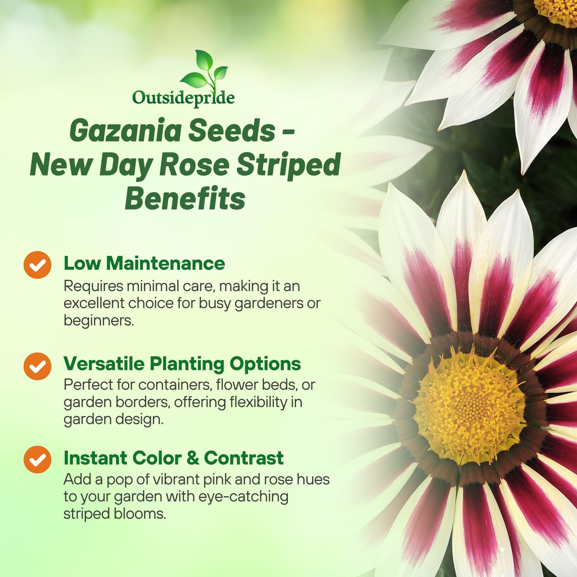 Amazon.com : Outsidepride New Day Rose Striped Gazania Seeds for