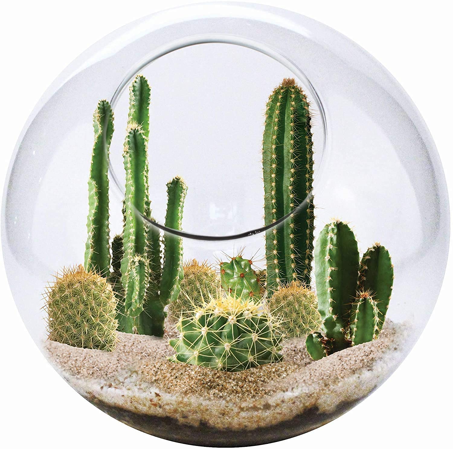 DIVINE TREE River Sand - For Cactus & Succulents -4