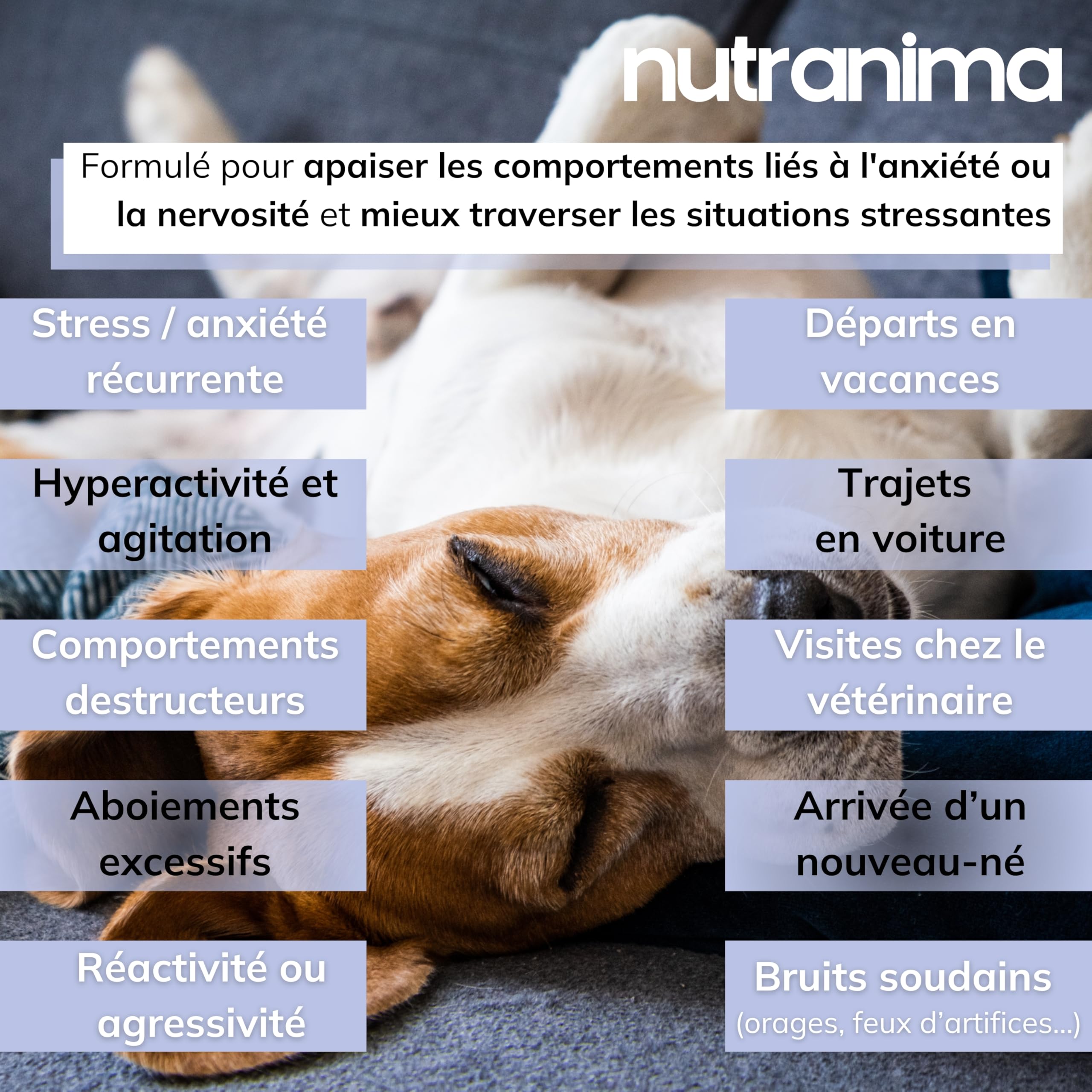 Stress & Ansia Cane | Integratore Lenitivo agli Ingredienti Naturali | 160 Dolcetti Benessere | Sostiene il Comportamento Calmo | Cucciolo, Adulto e Senior | Marca Italiana