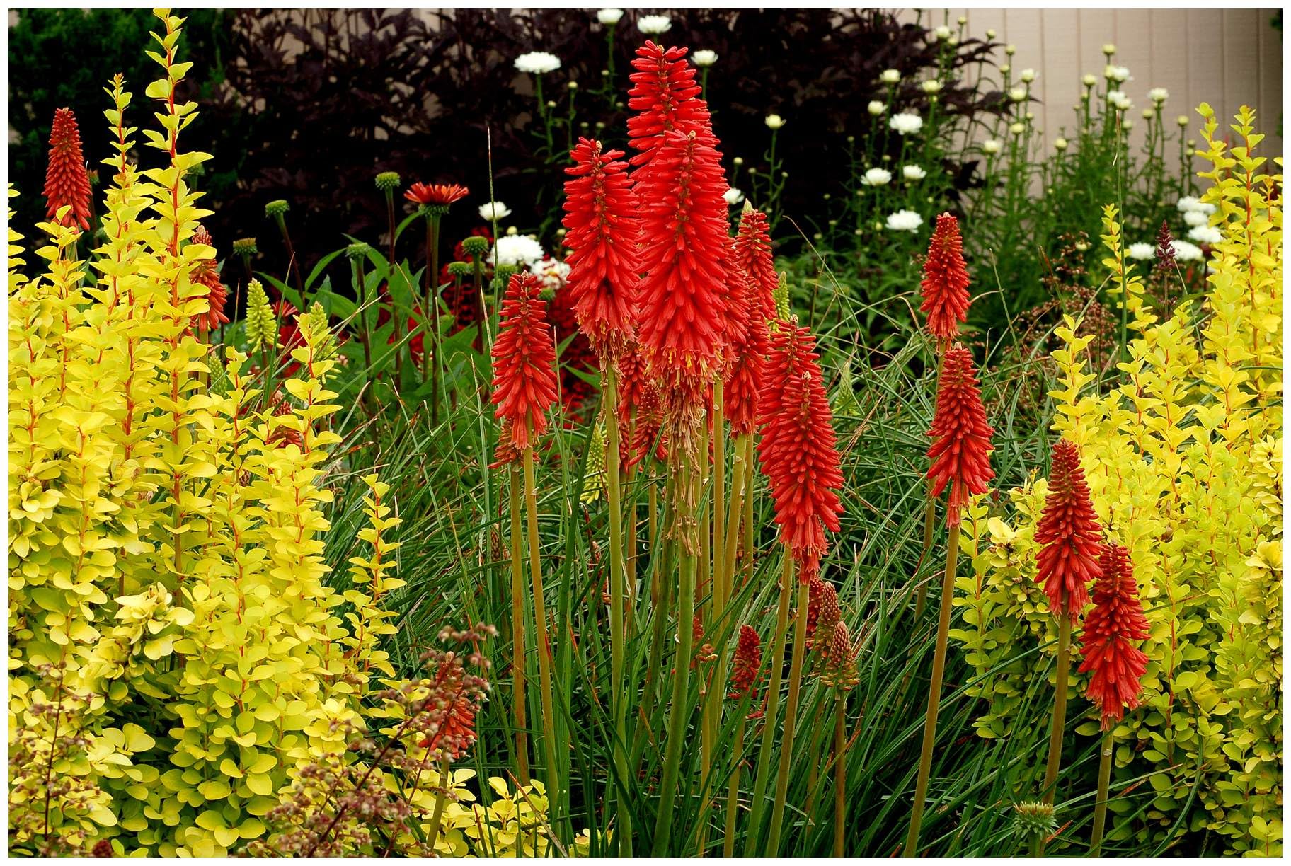 Stauden Gänge 5 x Kniphofia 'Redhot Popsicle' Fackellilie Rot winterhart